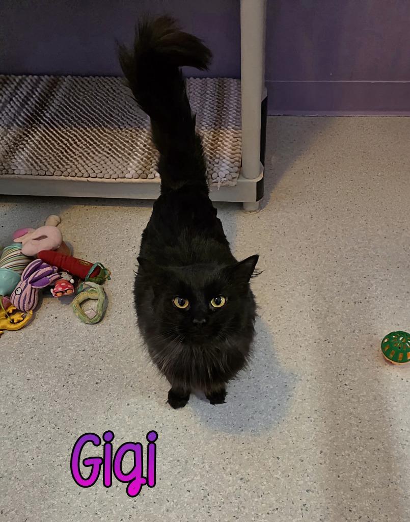 Enlarge Gigi, a Adoptable mixed breed in Port Clinton, OH image 1/2