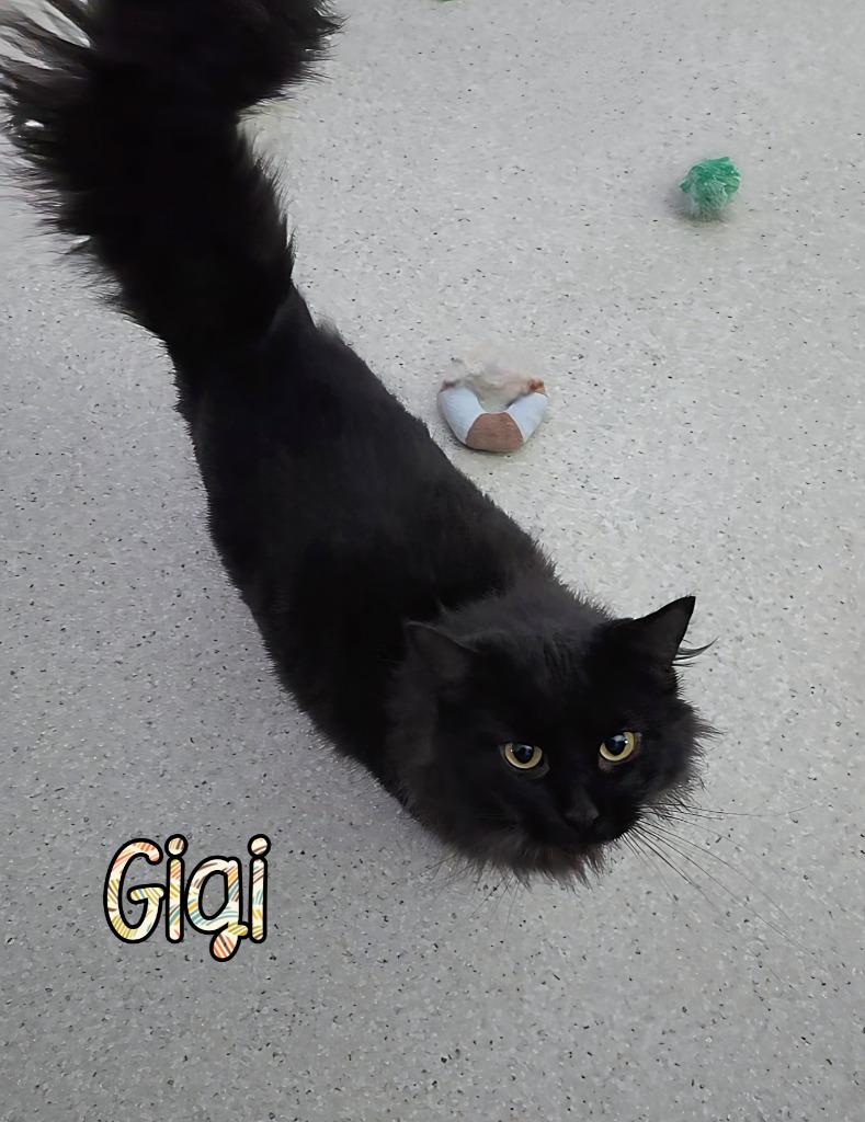 Enlarge Gigi, a Adoptable mixed breed in Port Clinton, OH image 2/2