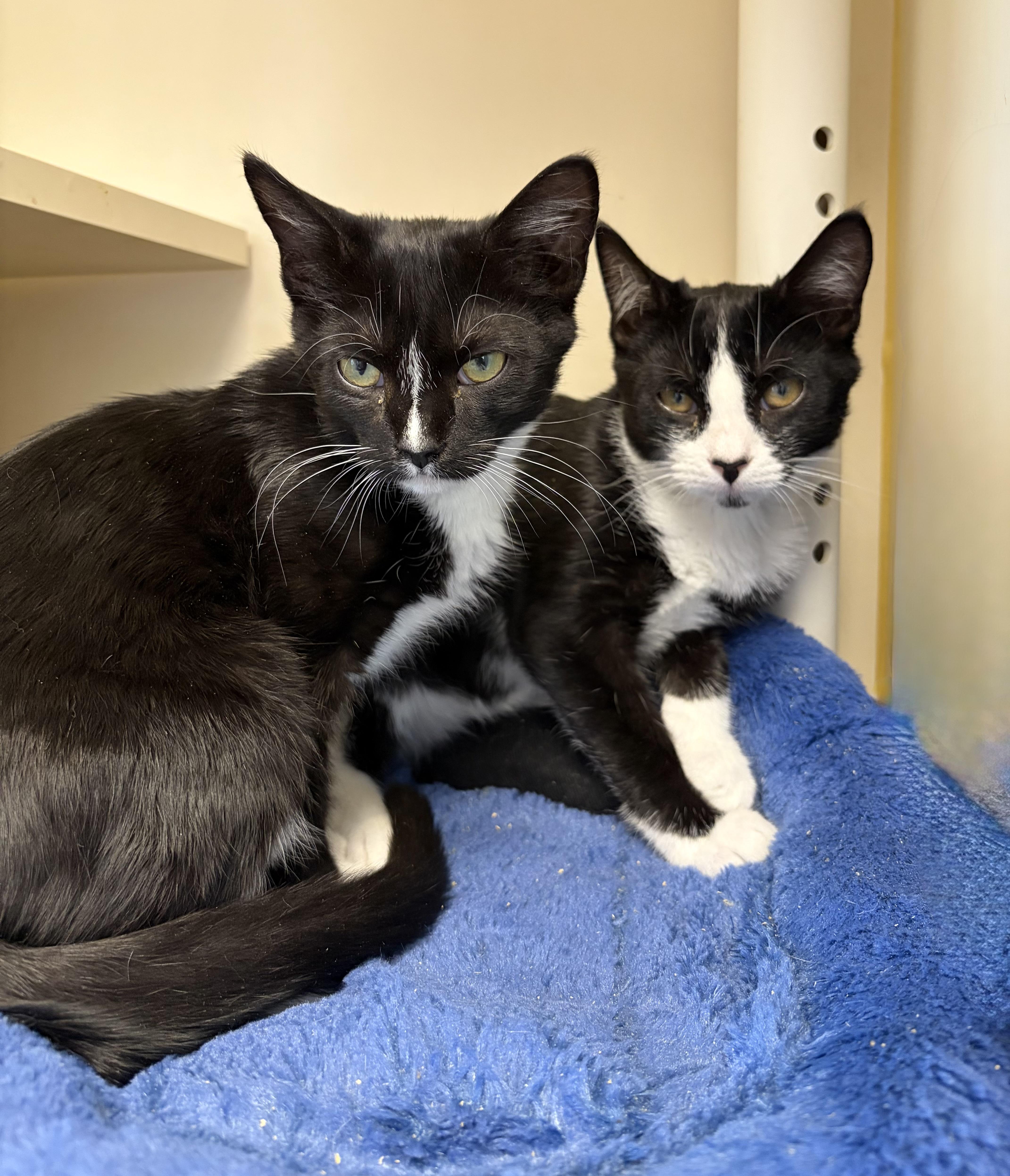 Enlarge Bodacious William & Daisy Lumpkins, a ADOPTABLE Domestic Short Hair in Somerset, NJ image 2/3