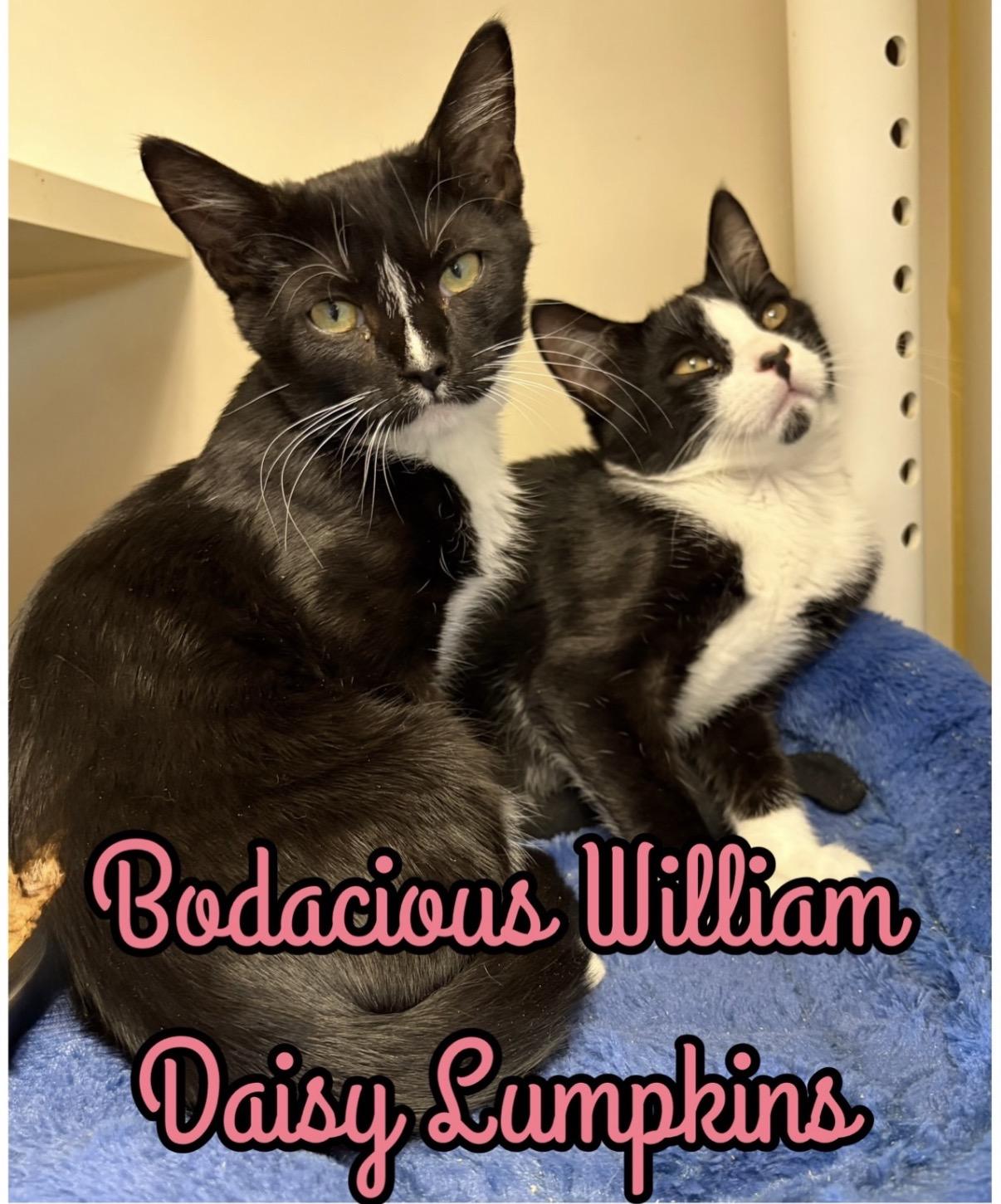 Enlarge Bodacious William & Daisy Lumpkins, a ADOPTABLE Domestic Short Hair in Somerset, NJ image 3/3