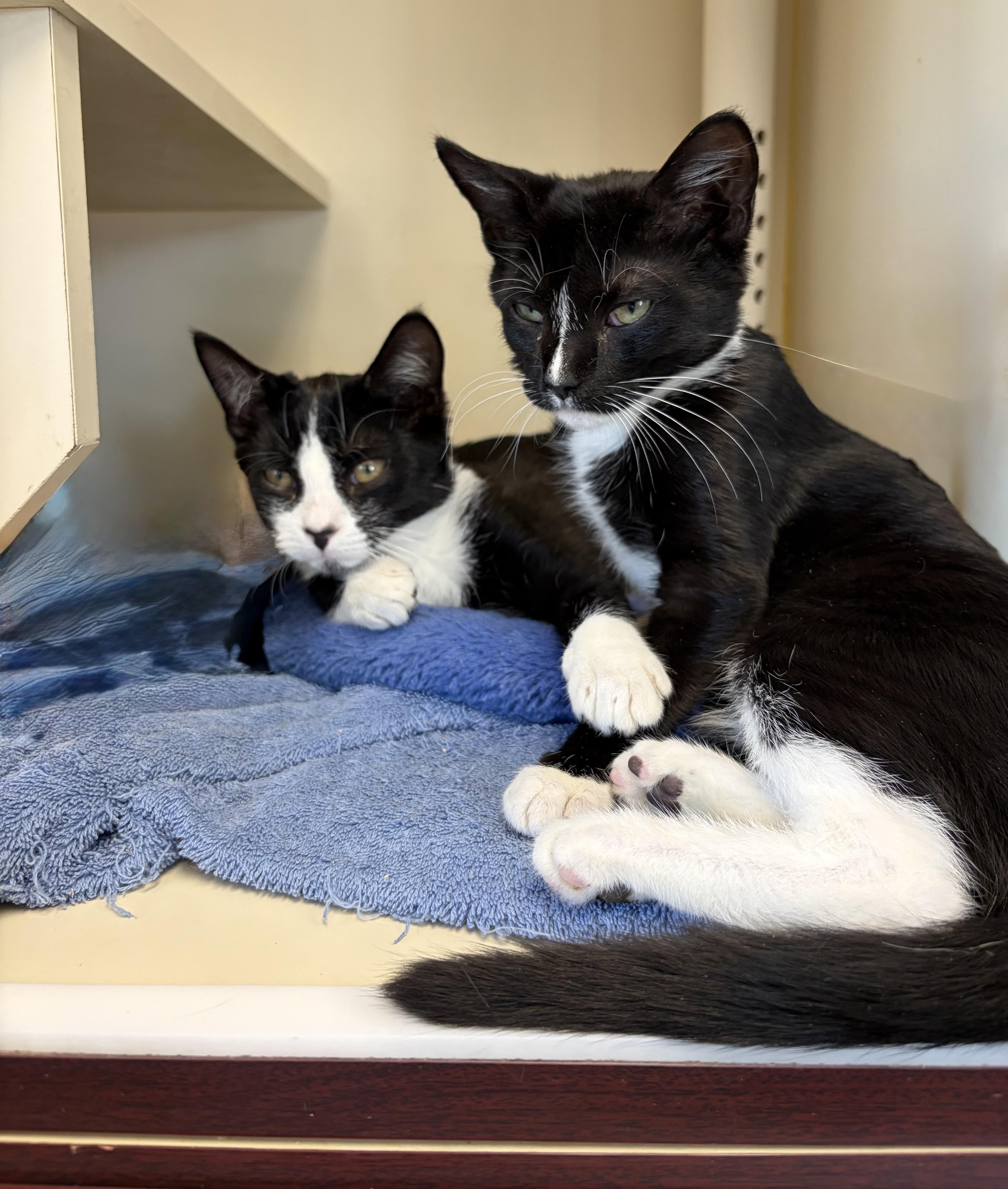 Bodacious William & Daisy Lumpkins, ADOPTABLE, Young Male Domestic Short Hair.