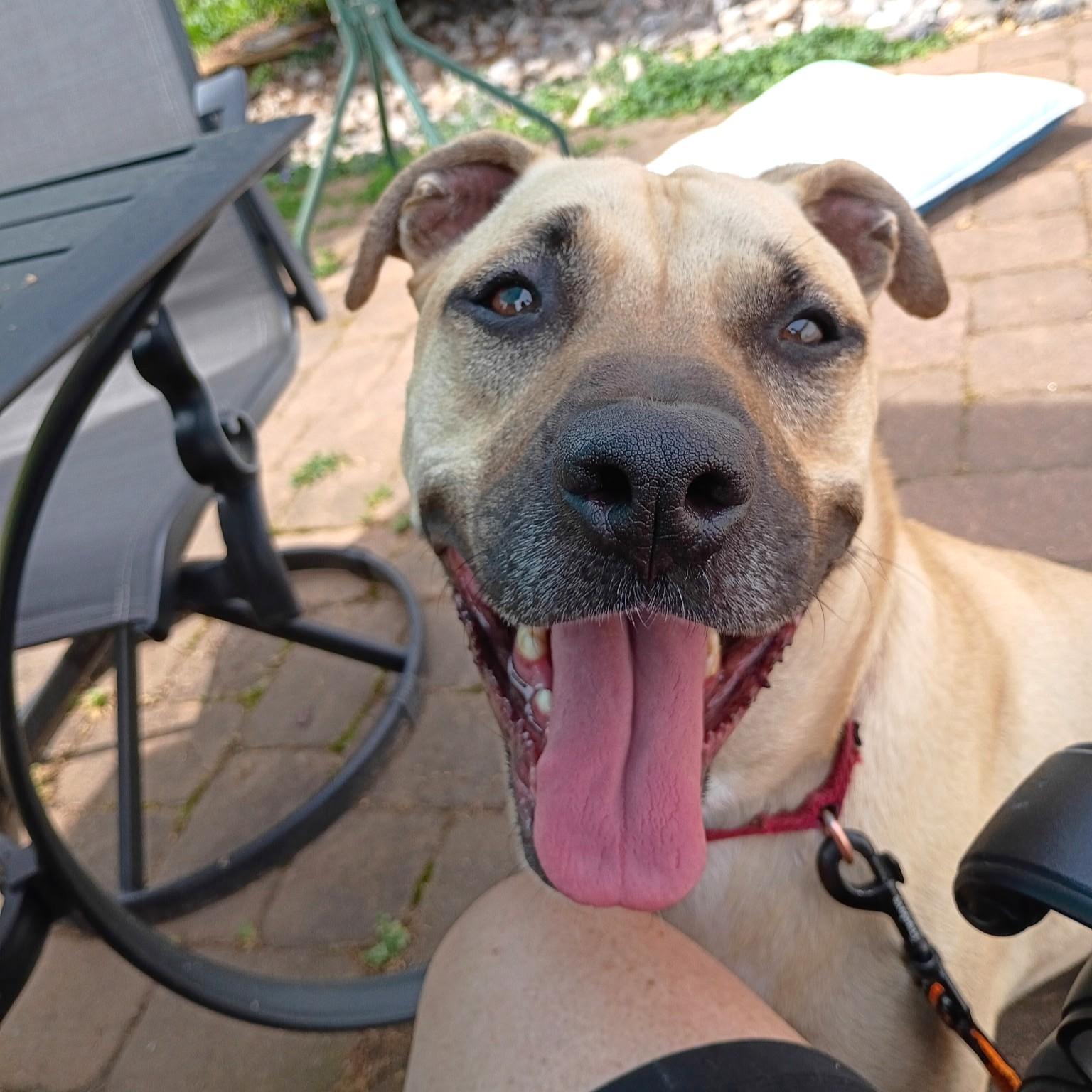 Kane, adoptable, Adult Male Black Mouth Cur.