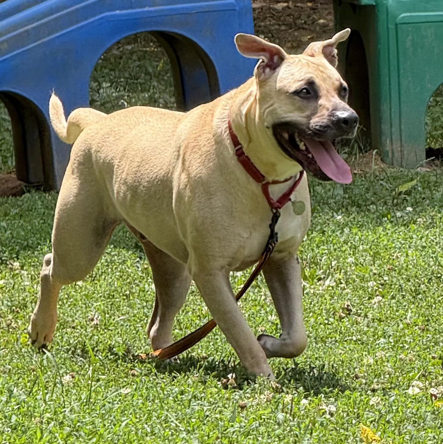Kane, adoptable, Adult Male Black Mouth Cur.