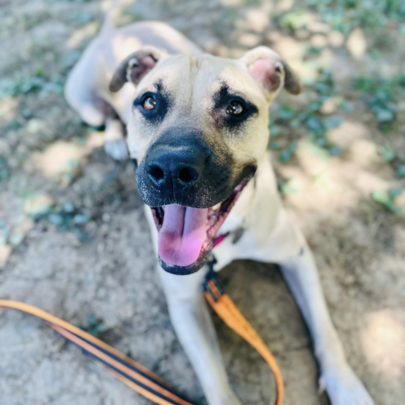 Kane, a Adoptable mixed breed in Phoenixville, PA image 5/6