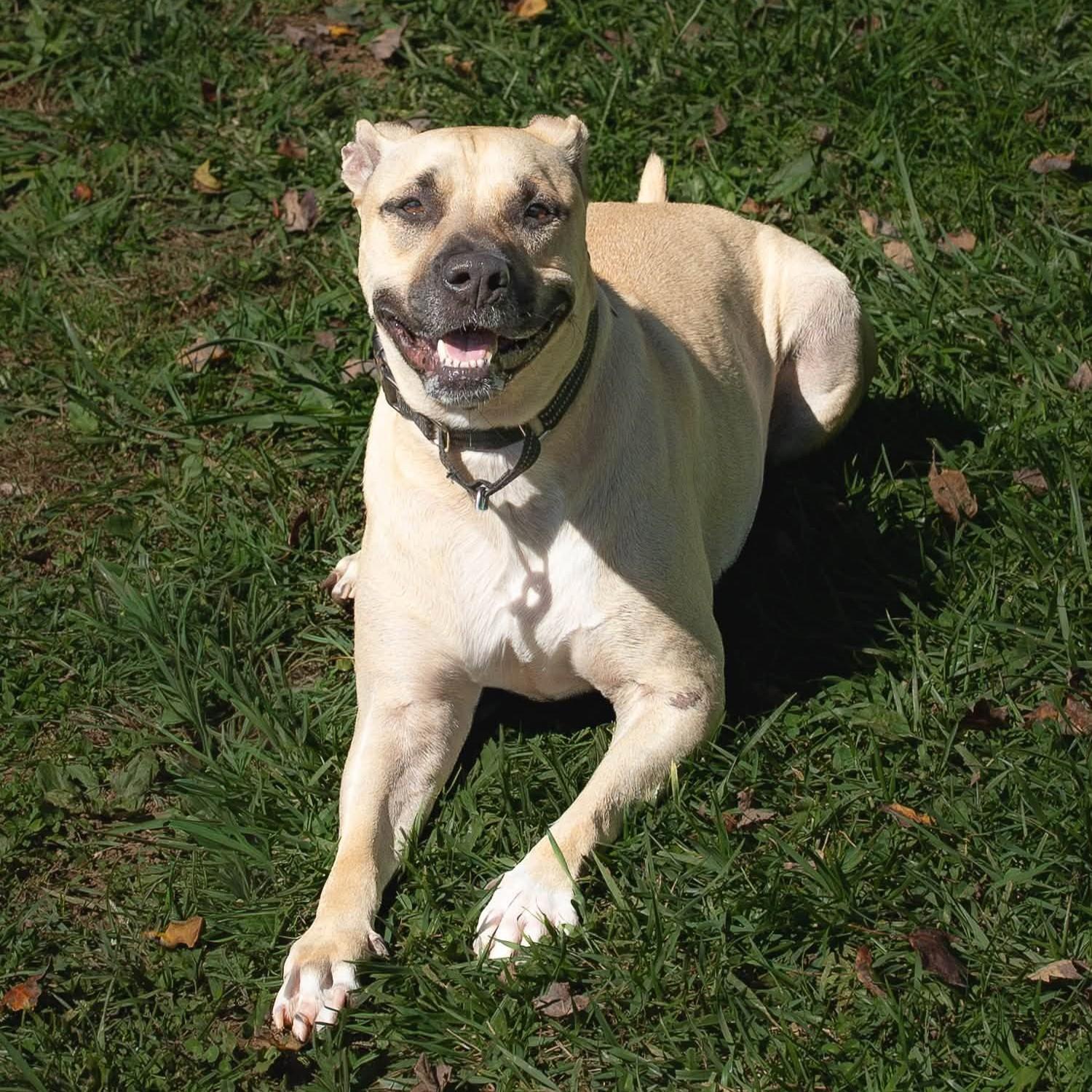 Enlarge Kane, a Adoptable mixed breed in Phoenixville, PA image 1/6
