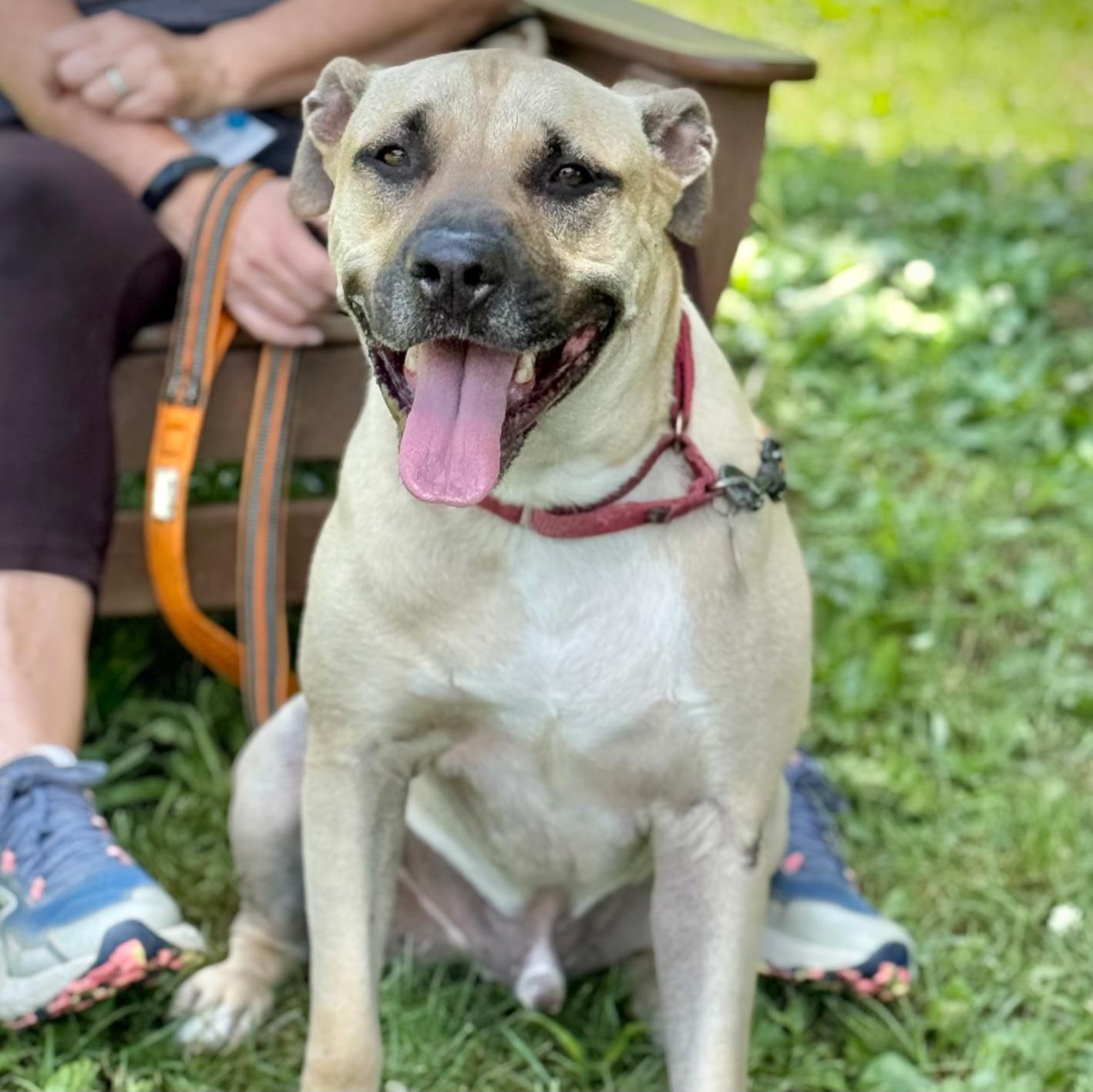 Kane, adoptable, Adult Male Black Mouth Cur.