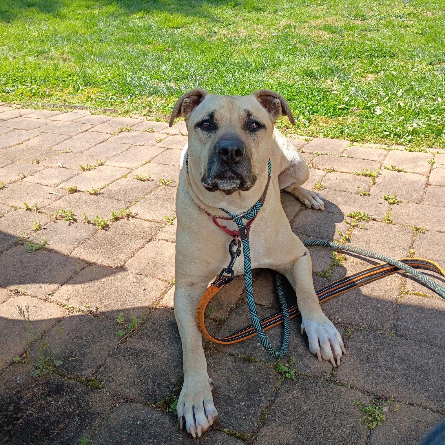 Enlarge Kane, an adoptable mixed breed in Phoenixville, PA image 2/6