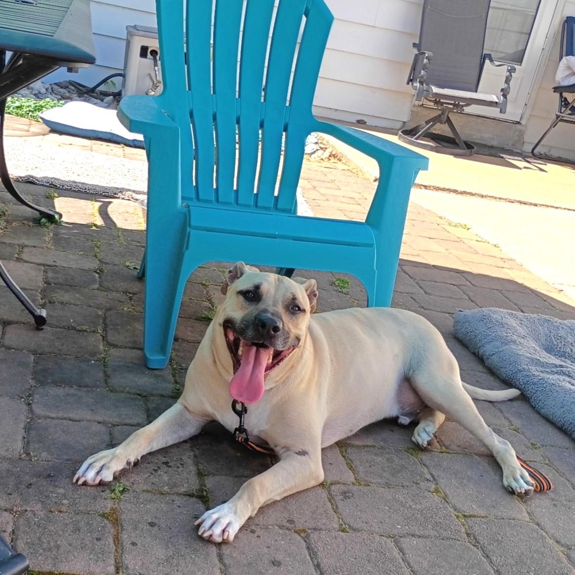 Enlarge Kane, an adoptable mixed breed in Phoenixville, PA image 4/6