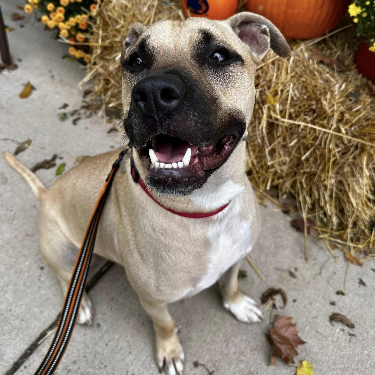 Kane, a Adoptable mixed breed in Phoenixville, PA image 3/6