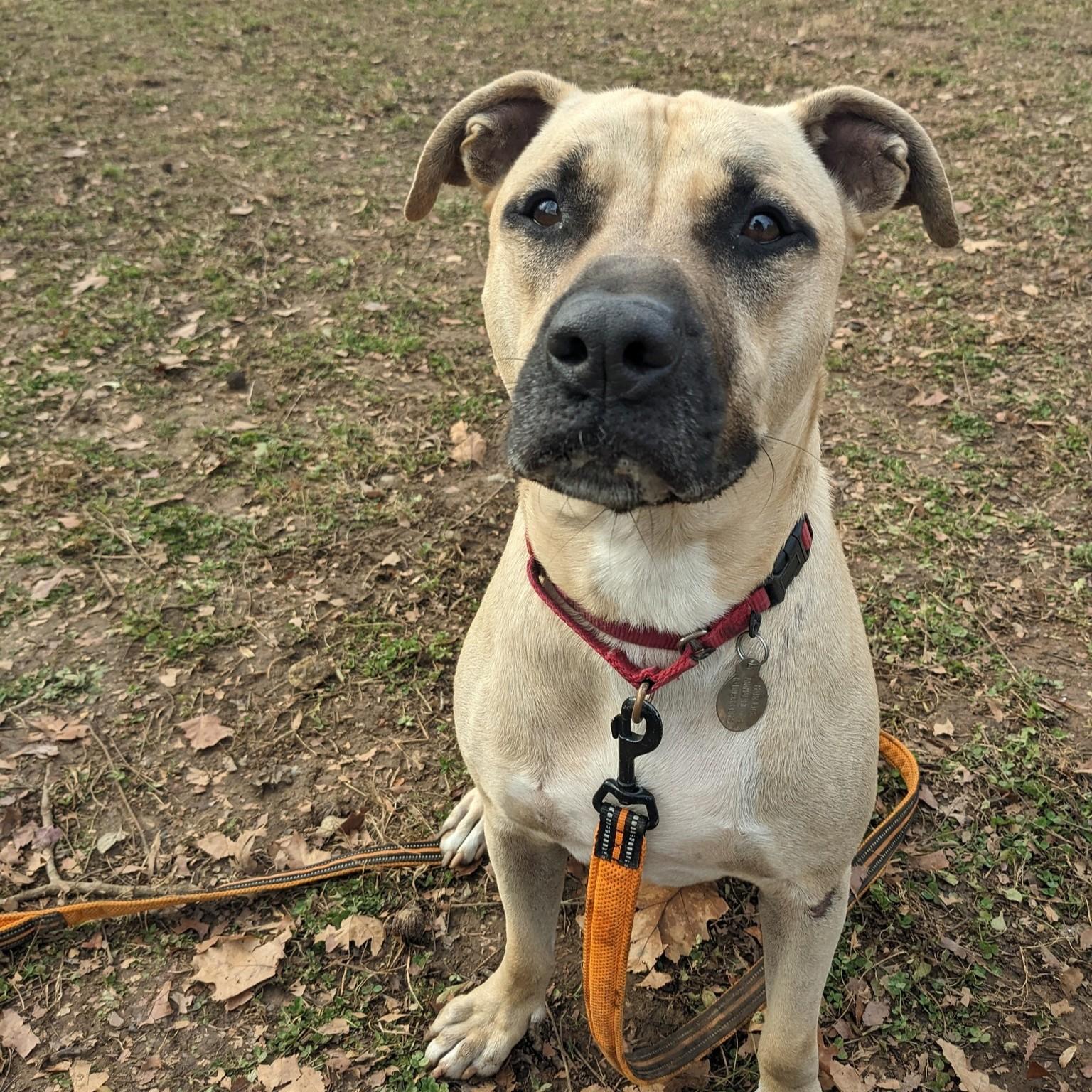 Kane, a Adoptable mixed breed in Phoenixville, PA image 2/6