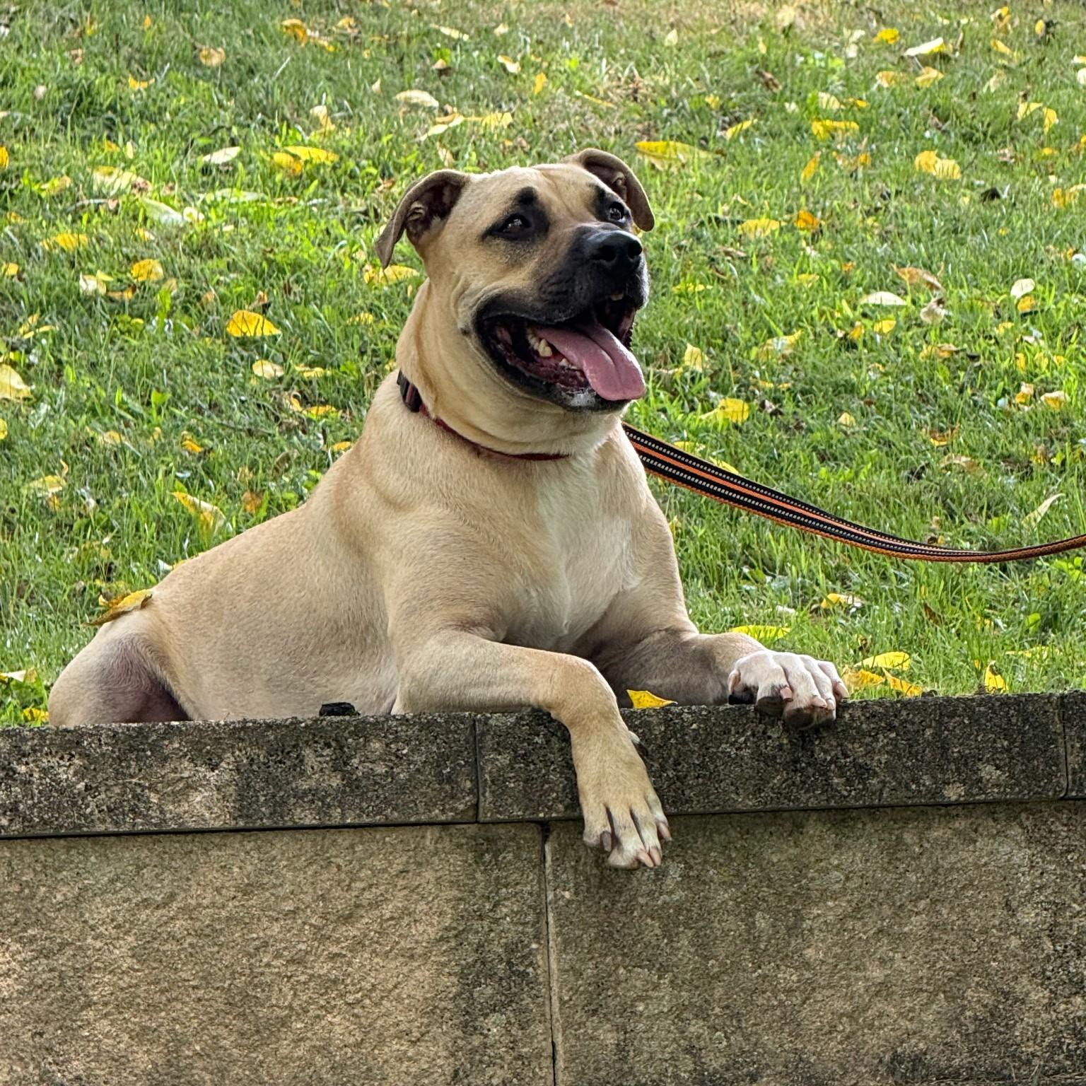 Kane, an adoptable mixed breed in Phoenixville, PA image 2/6