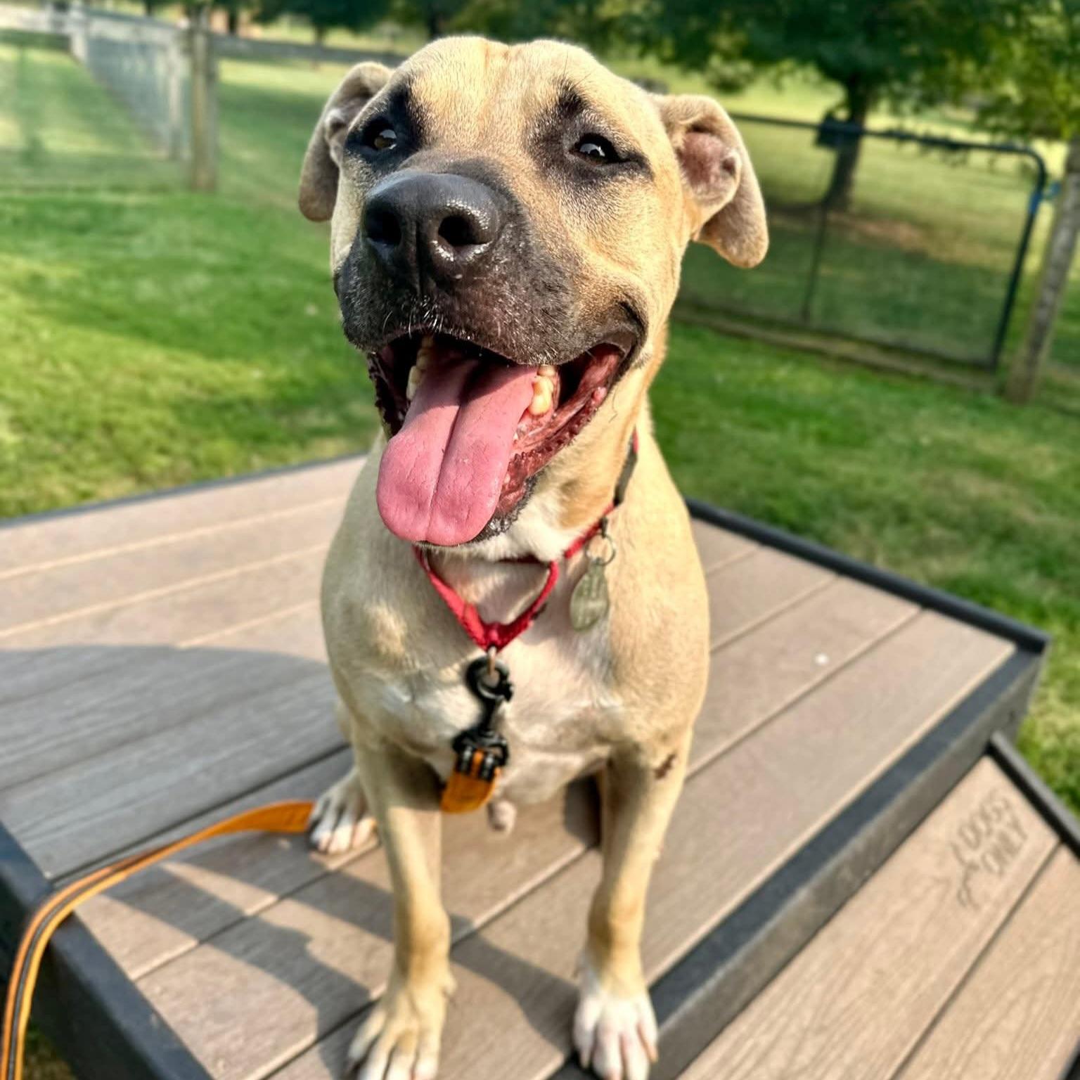 Kane, a Adoptable mixed breed in Phoenixville, PA image 4/6