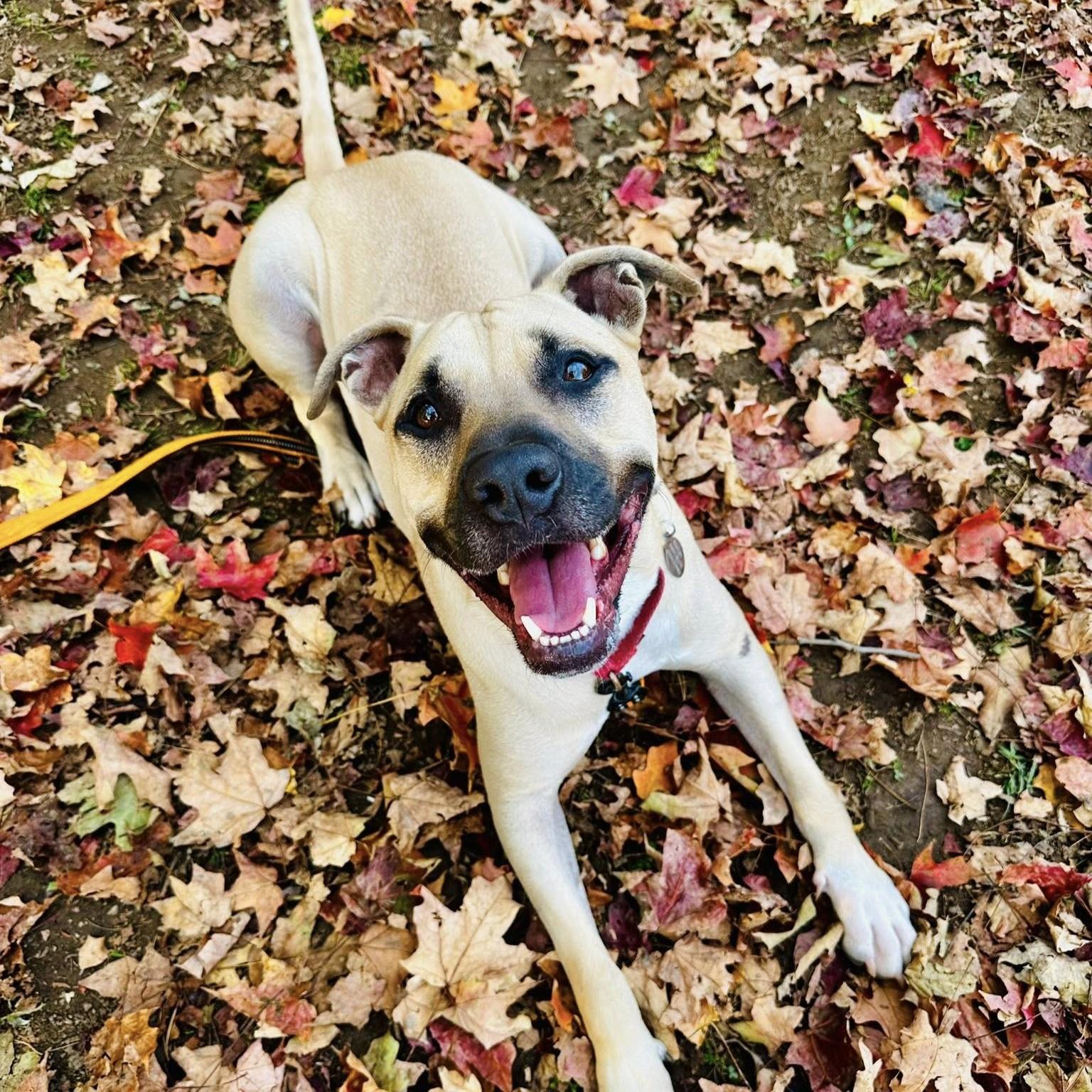 Kane, Adoptable, Adult Male Black Mouth Cur.