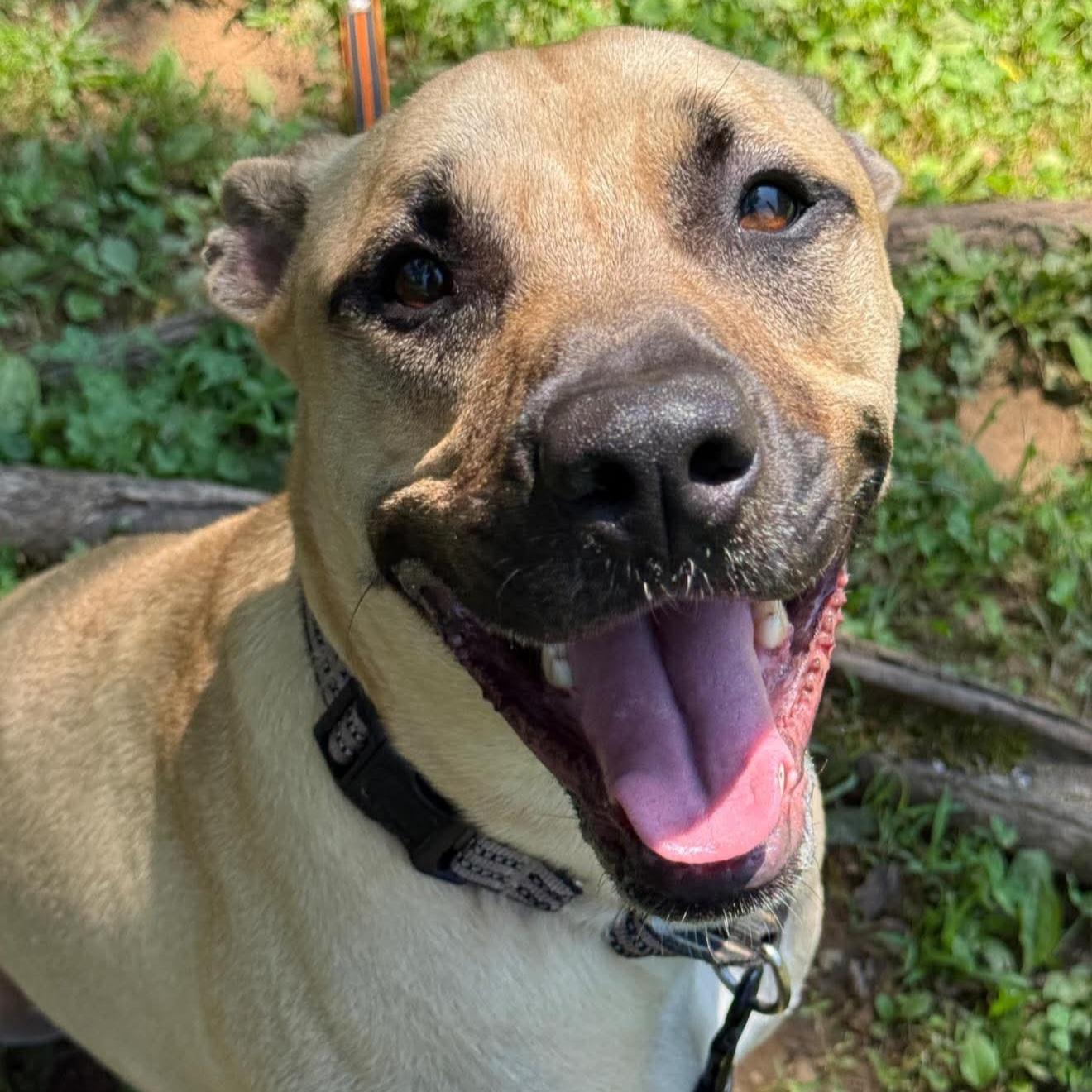Kane, Adult Male Black Mouth Cur