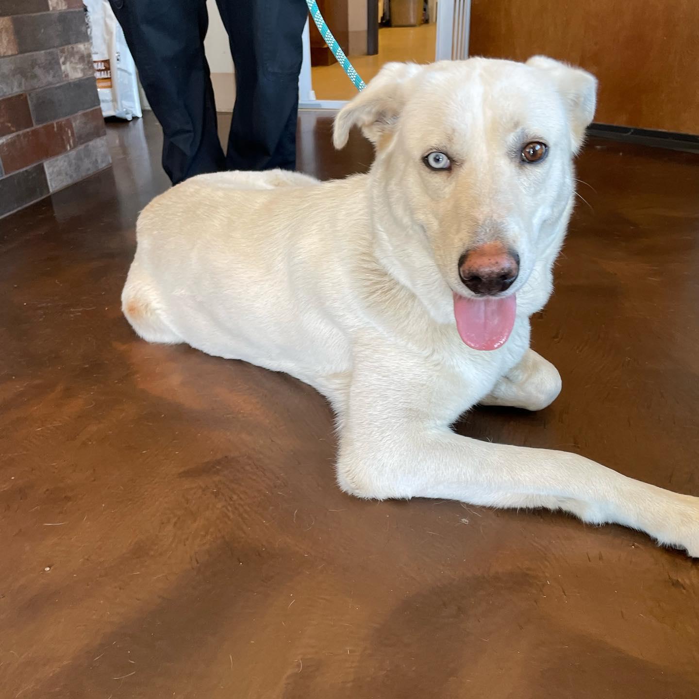 Enlarge Genny, a Adopted mixed breed in Whitewright, TX image 2/3