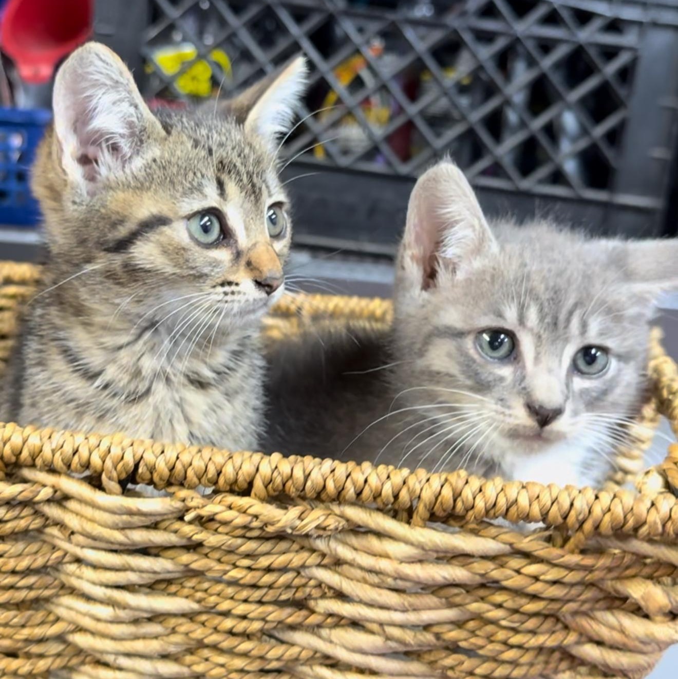 Phish and Tuna — thumbnail 2