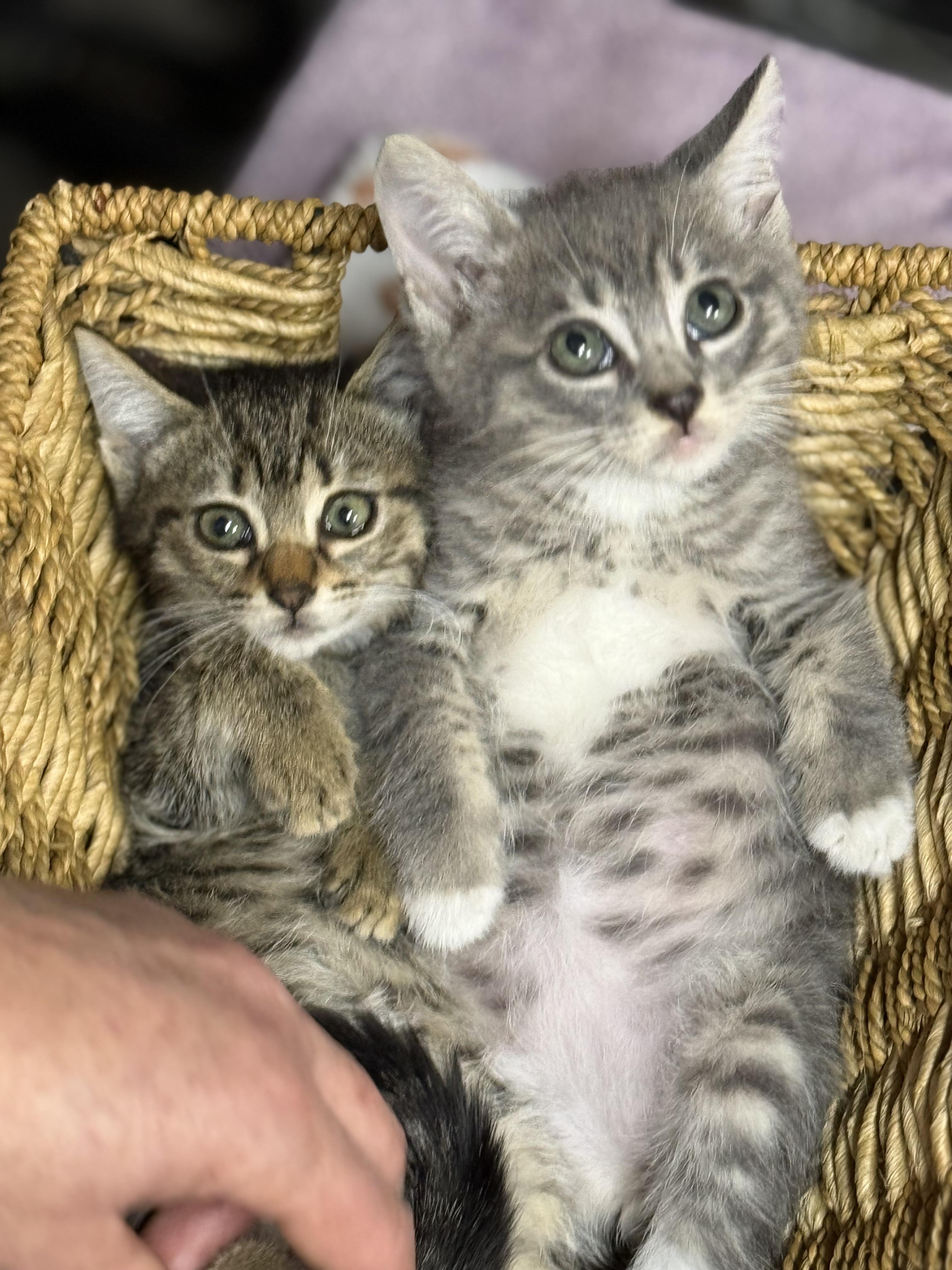 Phish and Tuna — thumbnail 4