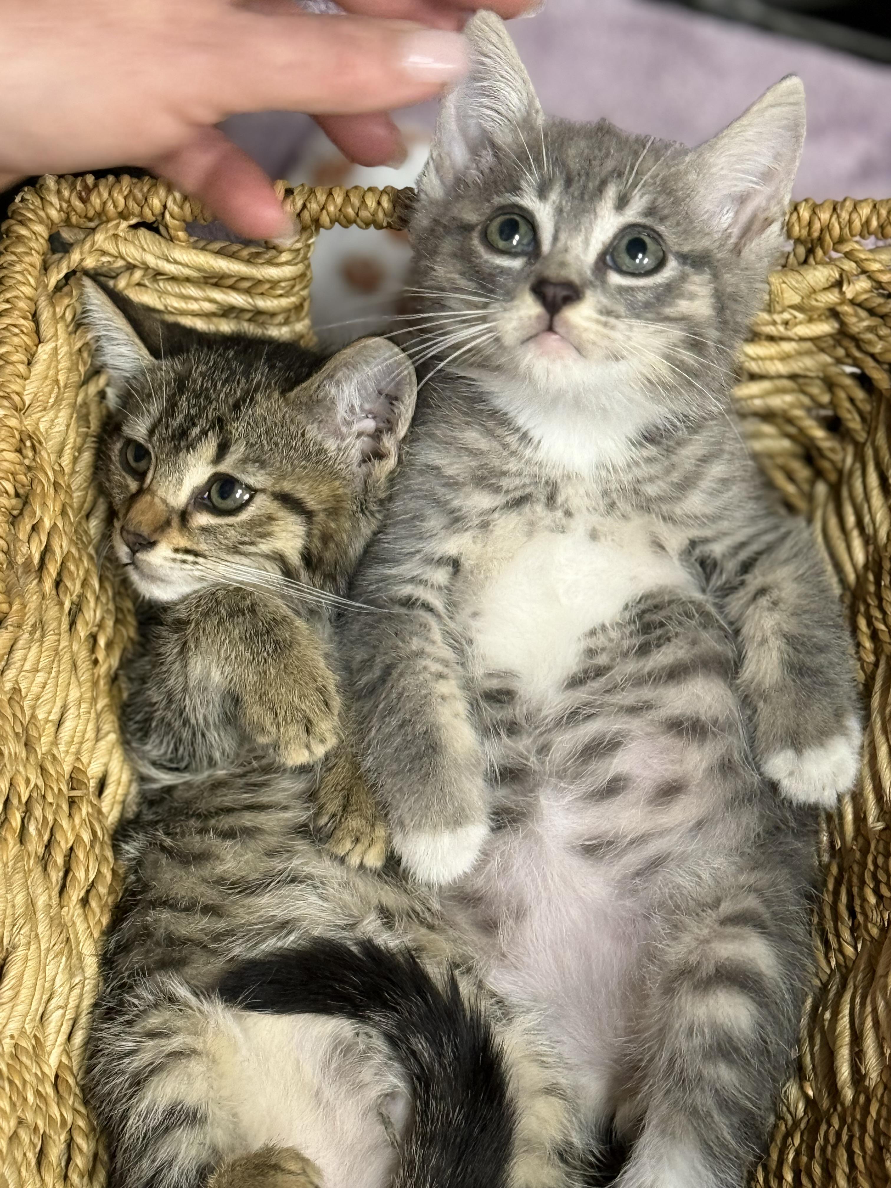 Phish and Tuna — thumbnail 5