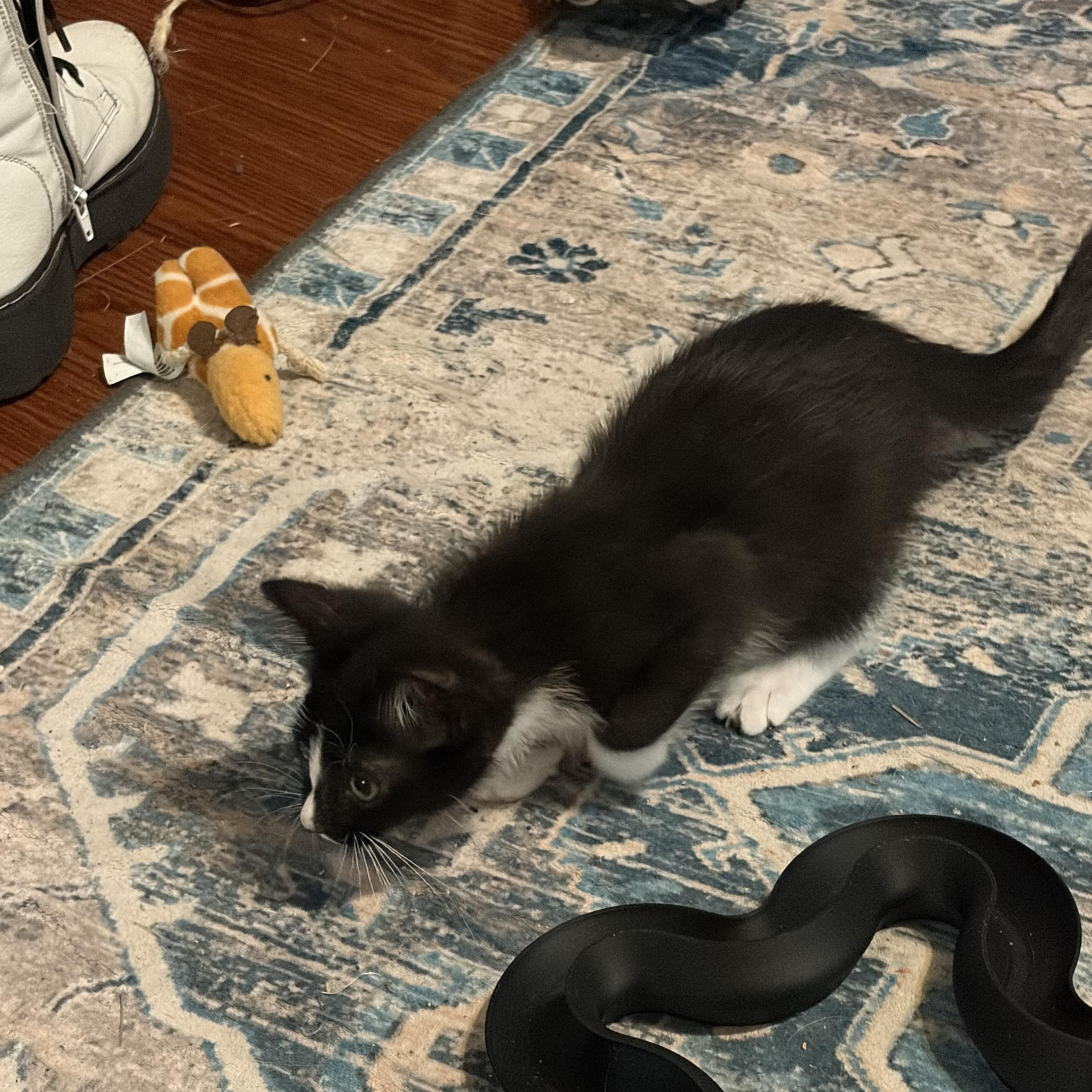 Beignet, a ADOPTABLE Domestic Short Hair in Muncie, IN image 3/3