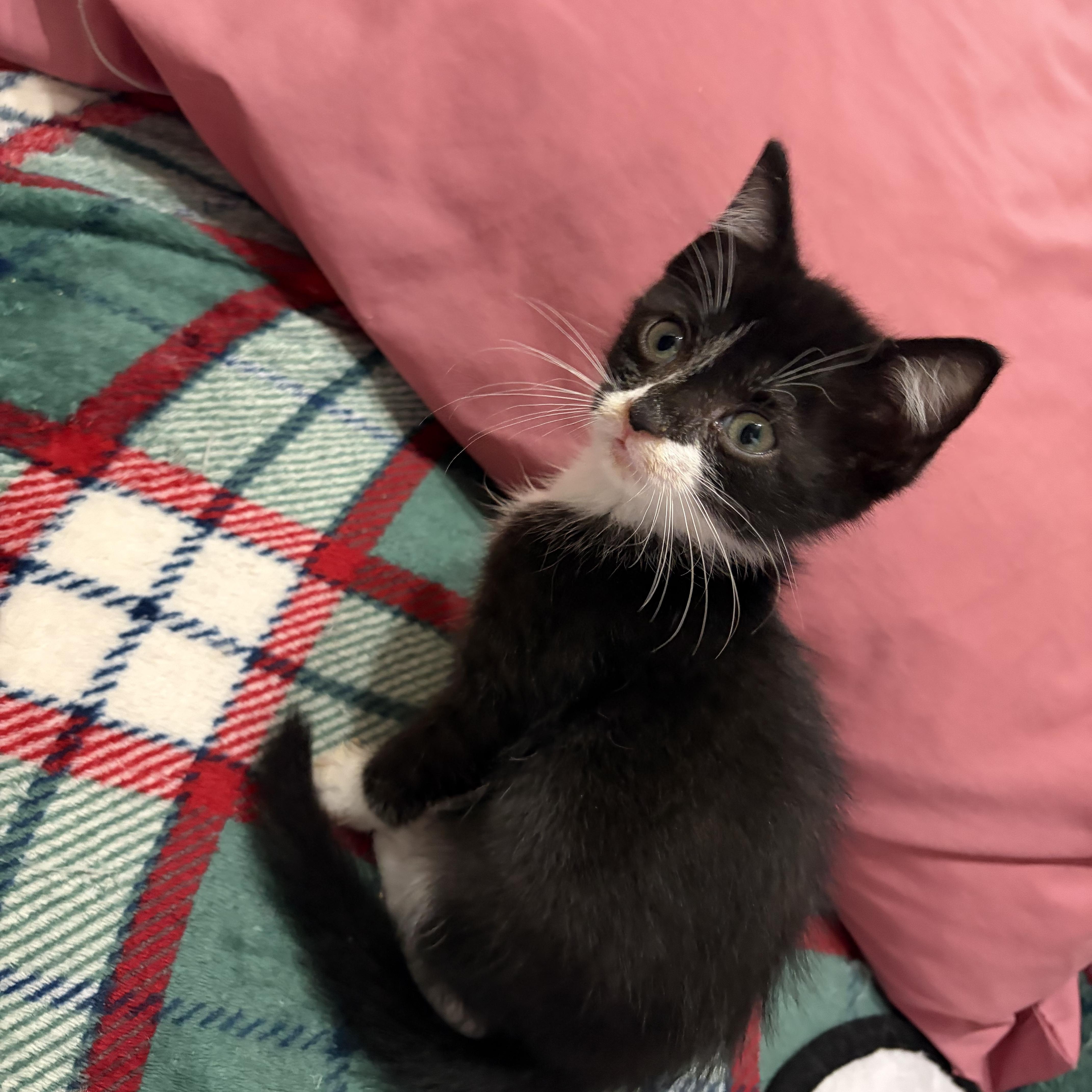Beignet, ADOPTABLE, Kitten Female Domestic Short Hair.