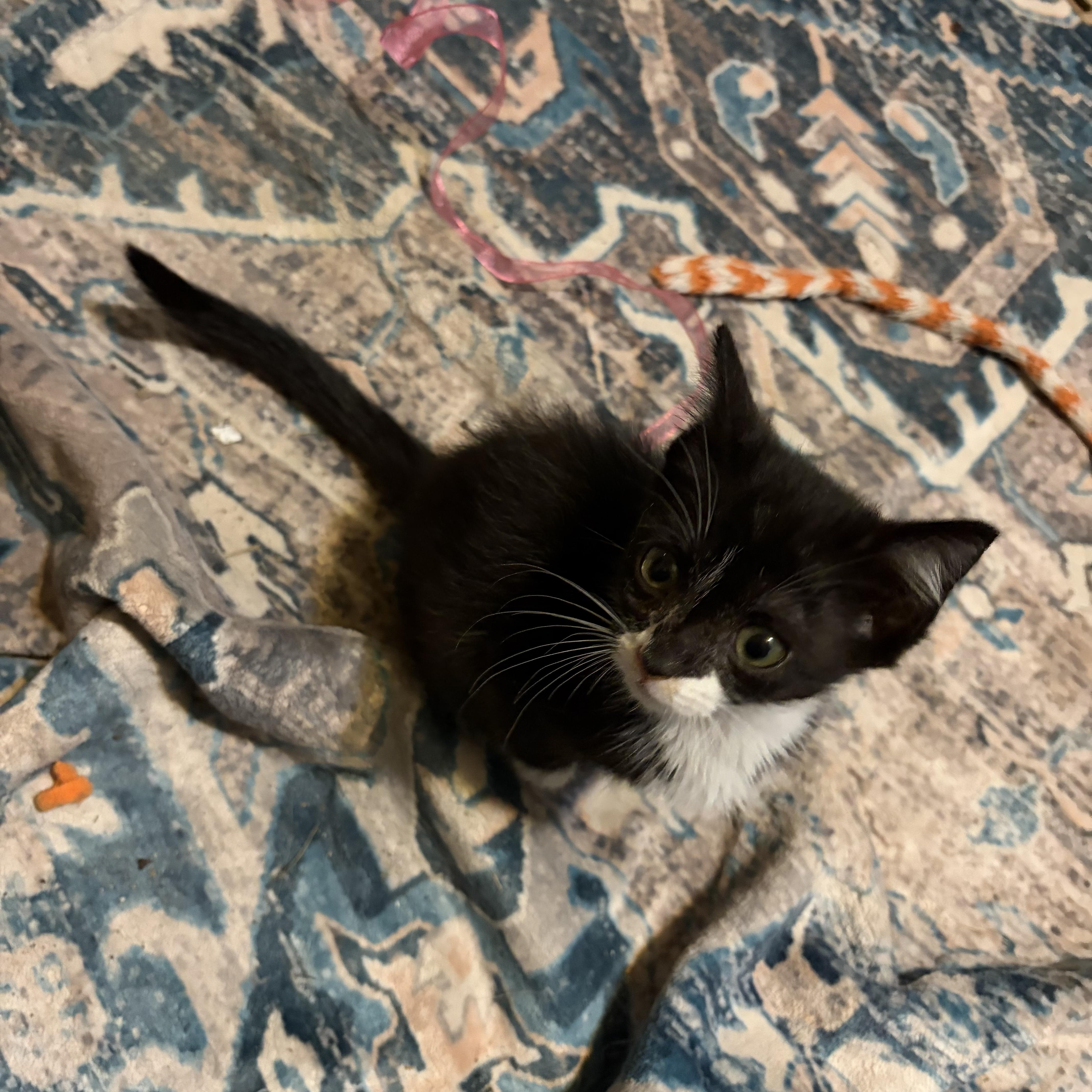 Beignet, a ADOPTABLE Domestic Short Hair in Muncie, IN image 2/3