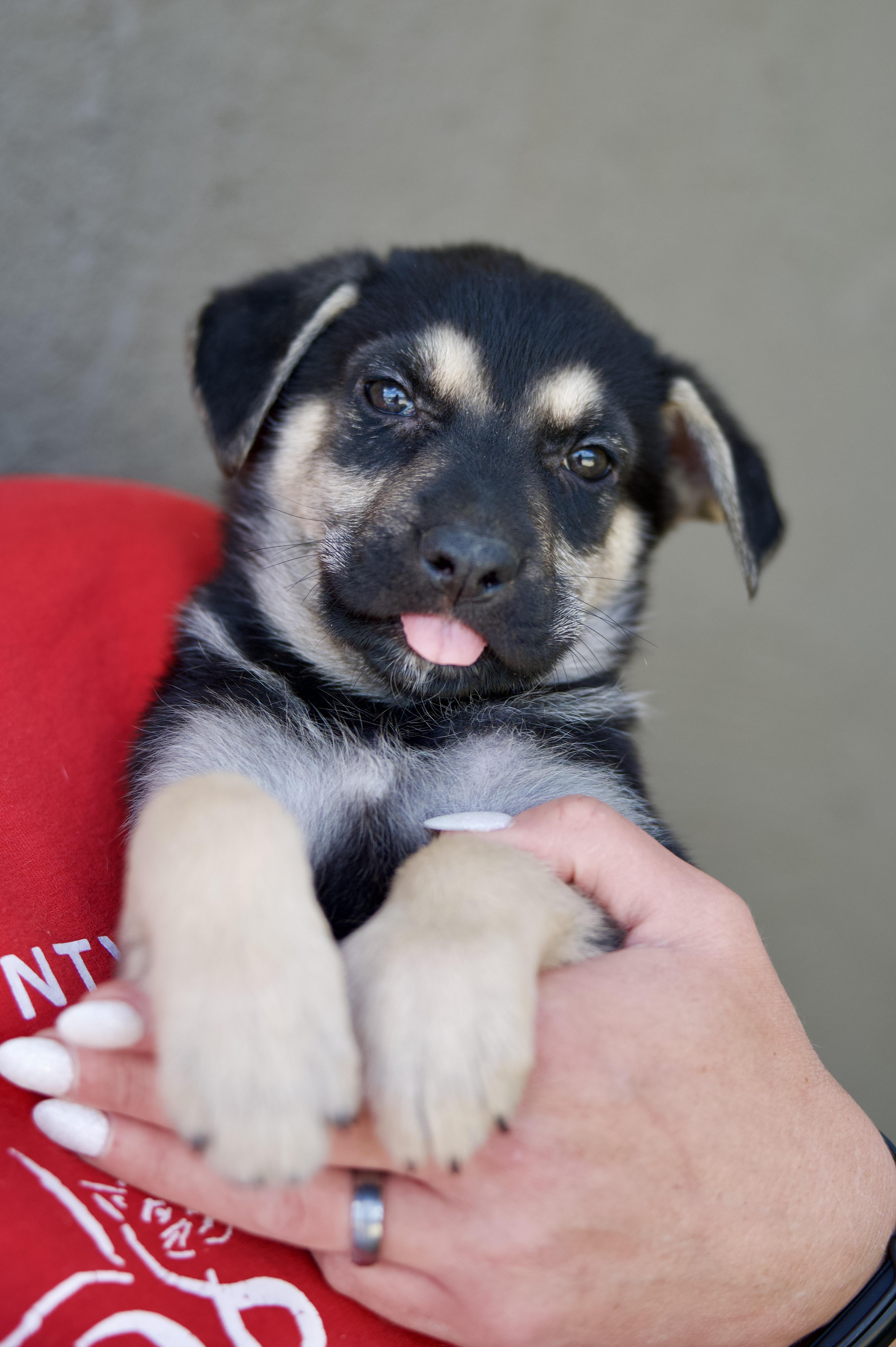 Sir Coon, Adopted, Puppy Male German Shepherd Dog.