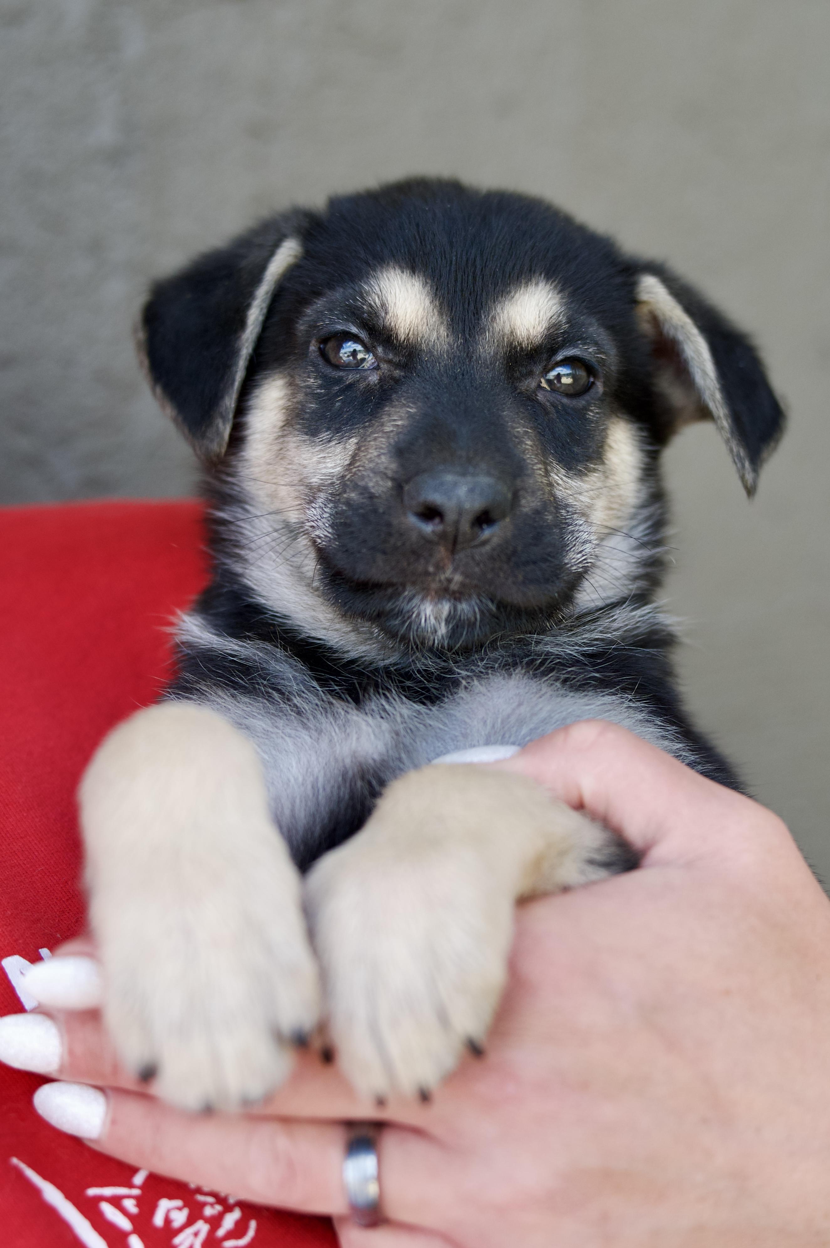Sir Coon, a Adopted mixed breed in Hiawatha, KS image 2/5