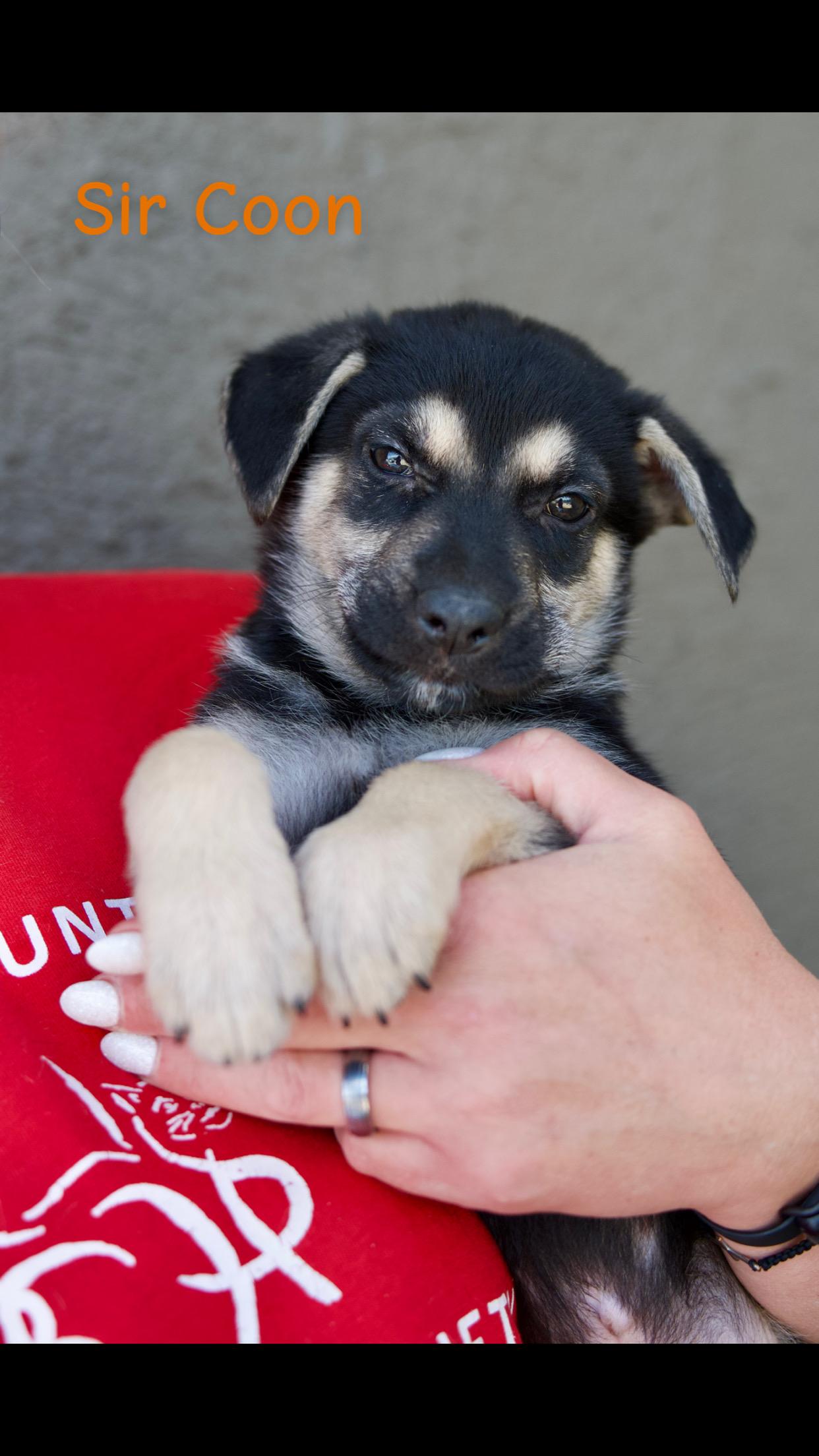 Sir Coon, Adopted, Puppy Male German Shepherd Dog.