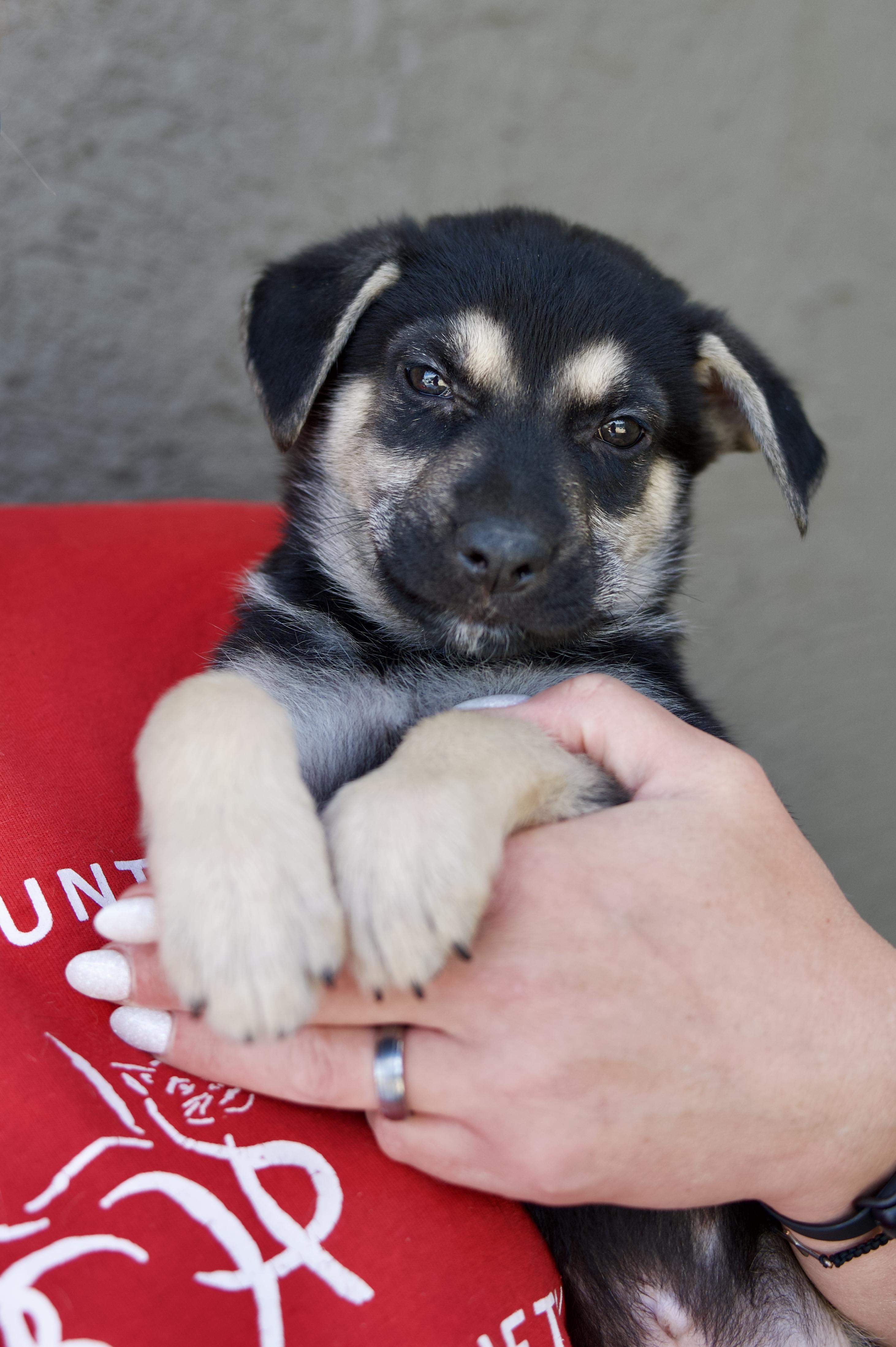 Sir Coon, a Adopted mixed breed in Hiawatha, KS image 4/5