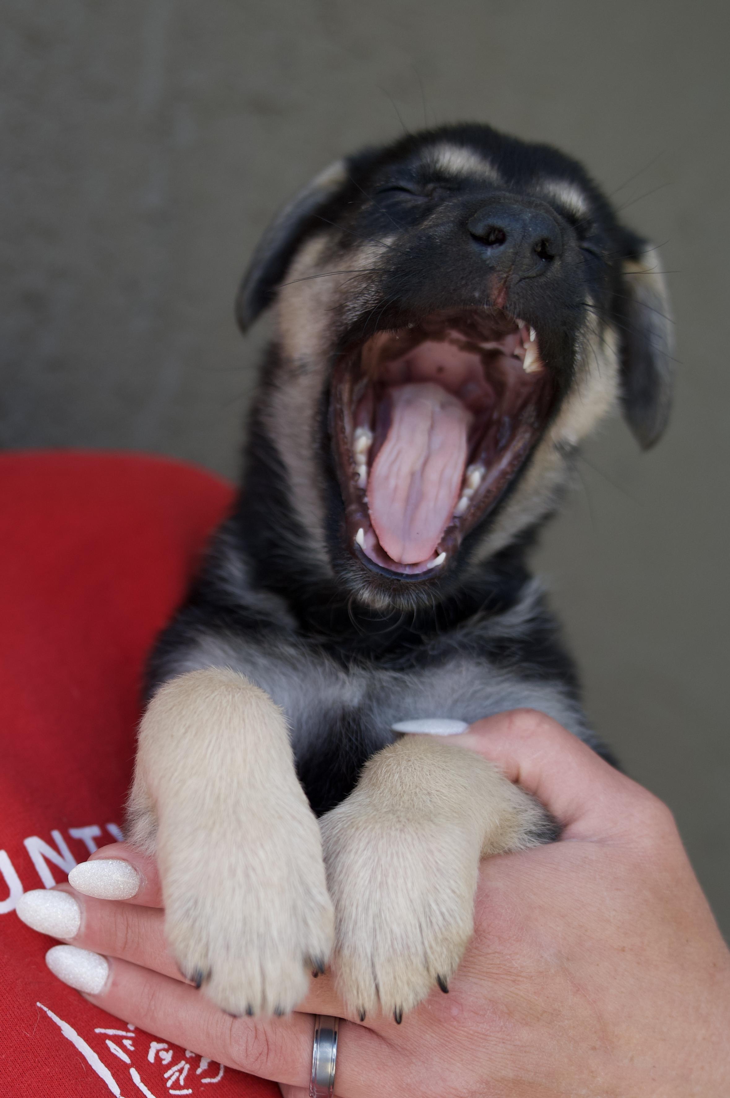 Sir Coon, a Adopted mixed breed in Hiawatha, KS image 5/5