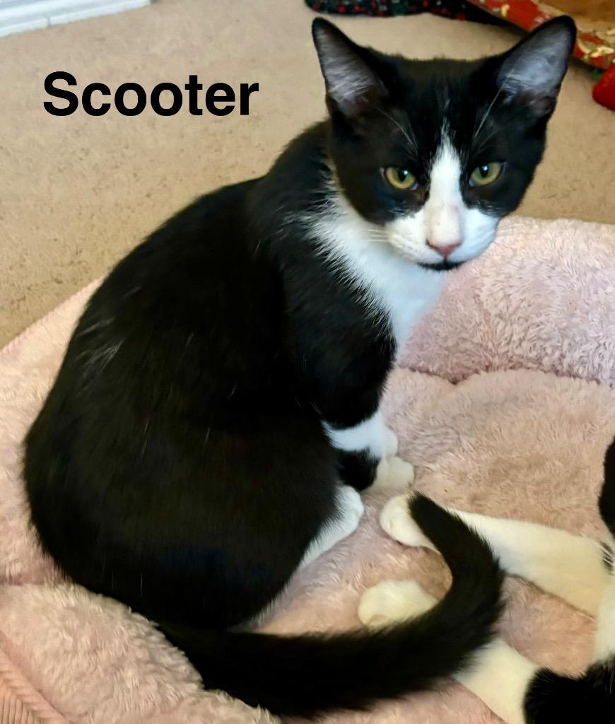 Scooter, a Adoptable Domestic Short Hair in Lewisville, TX image 1/6