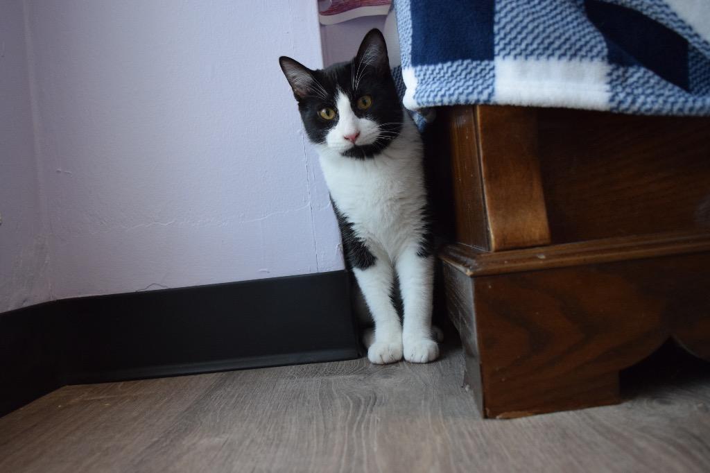 Enlarge Scooter, a Adoptable Domestic Short Hair in Lewisville, TX image 1/6