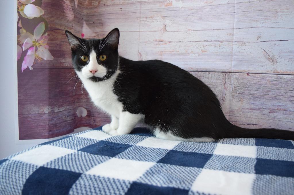 Scooter, Adoptable, Adult Male Domestic Short Hair.