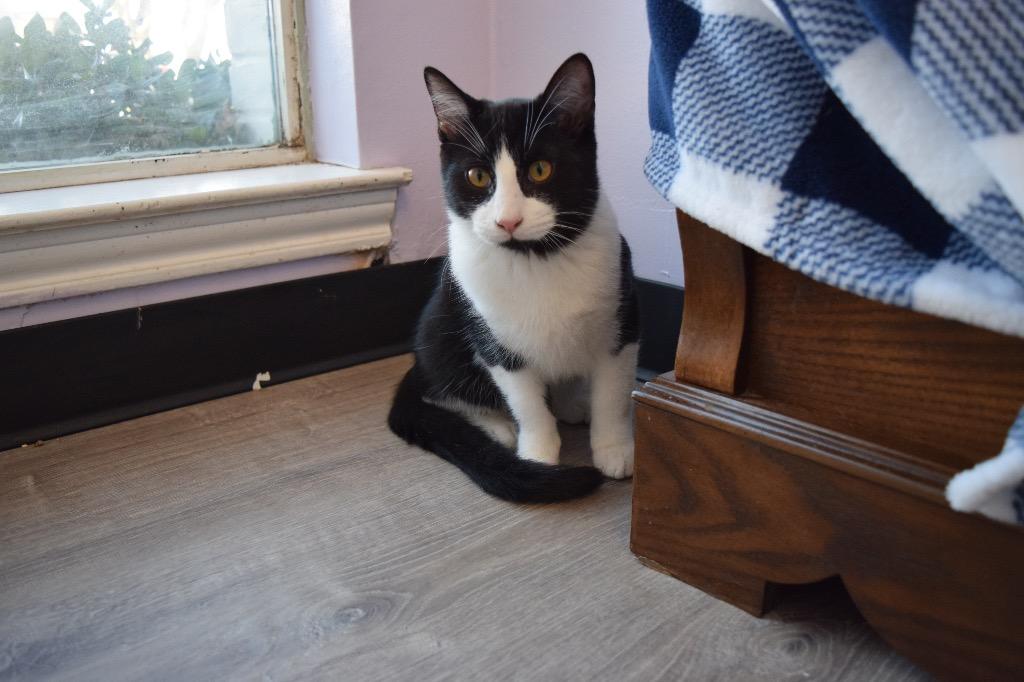 Enlarge Scooter, a Adoptable Domestic Short Hair in Lewisville, TX image 3/6