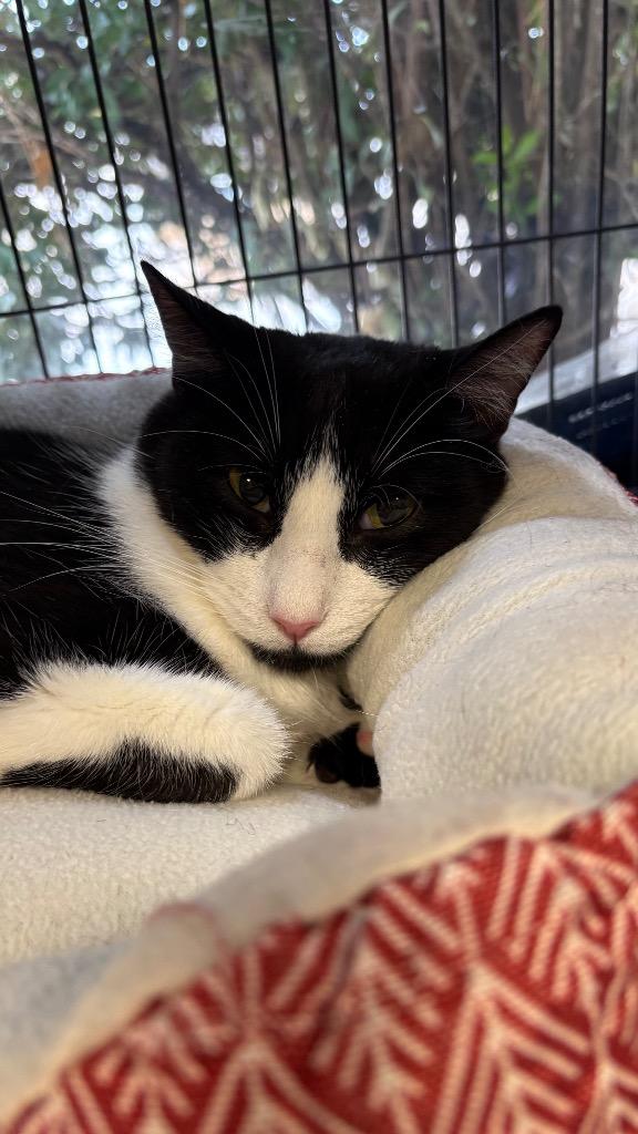 Enlarge Scooter, a Adoptable Domestic Short Hair in Lewisville, TX image 4/6