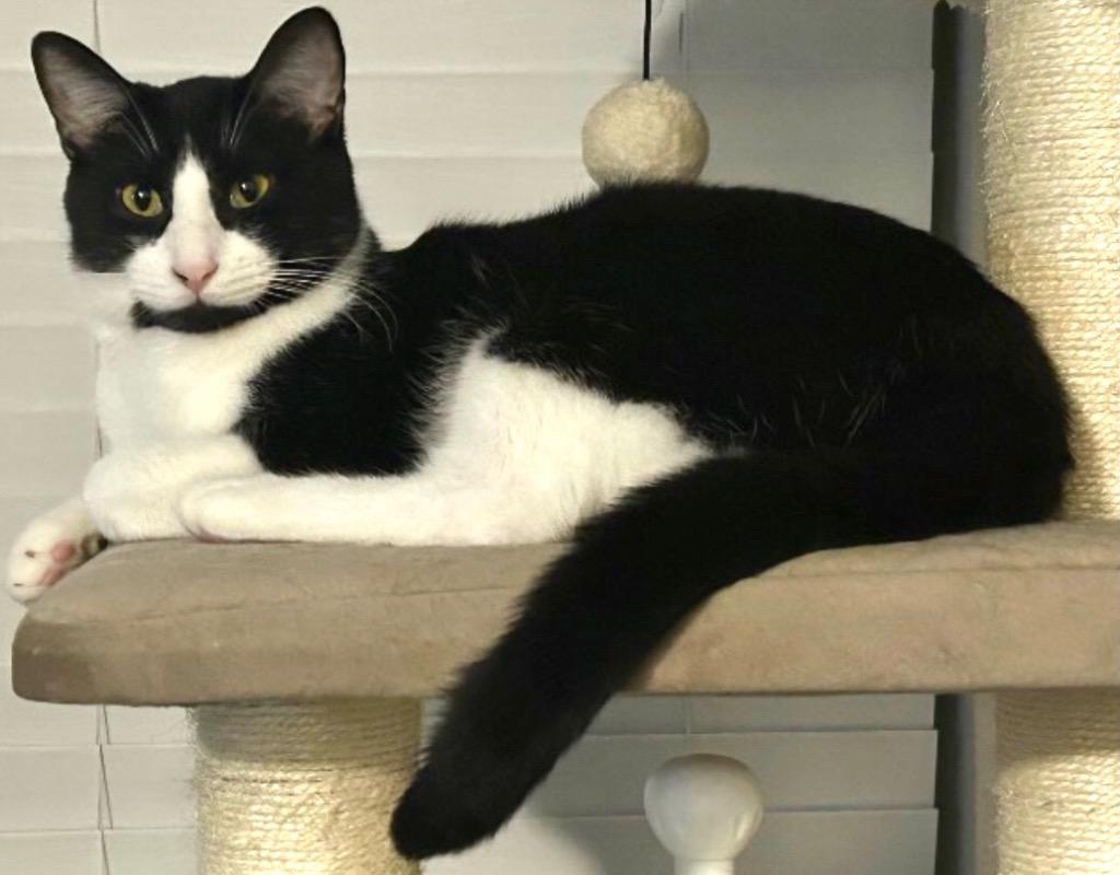 Enlarge Scooter, a Adoptable Domestic Short Hair in Lewisville, TX image 4/6