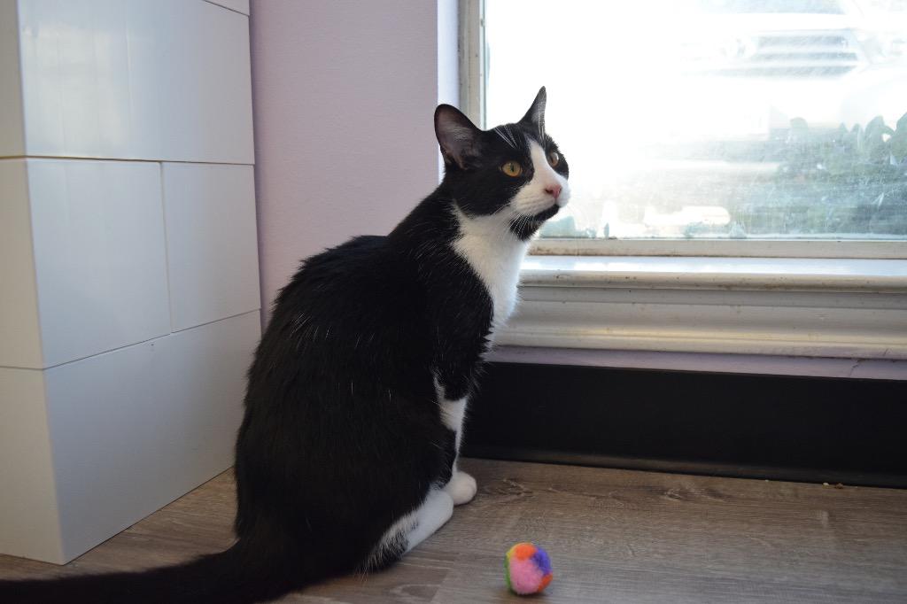 Scooter, a Adoptable Domestic Short Hair in Lewisville, TX image 5/6