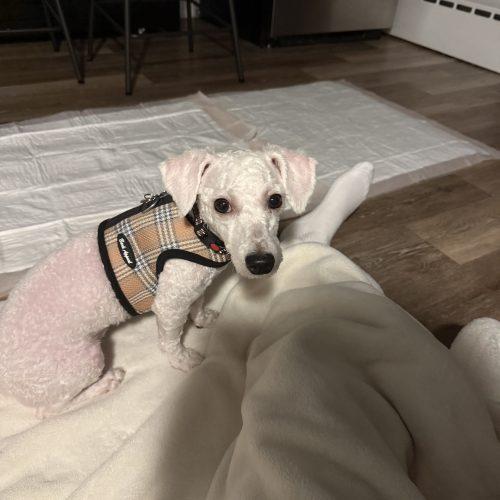 Chance, Adoptable, Young Male Miniature Poodle.