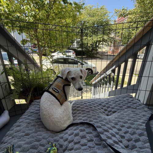 Enlarge Chance, a Adoptable Miniature Poodle in Verona, NJ image 4/5