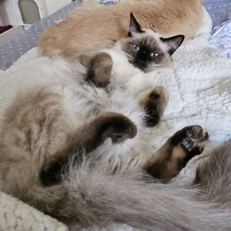 Enlarge Sassy, a Adoptable Siamese in North Hollywood, CA image 1/5