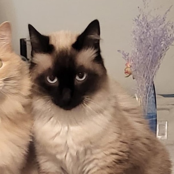 Enlarge Sassy, a Adoptable Siamese in North Hollywood, CA image 2/5