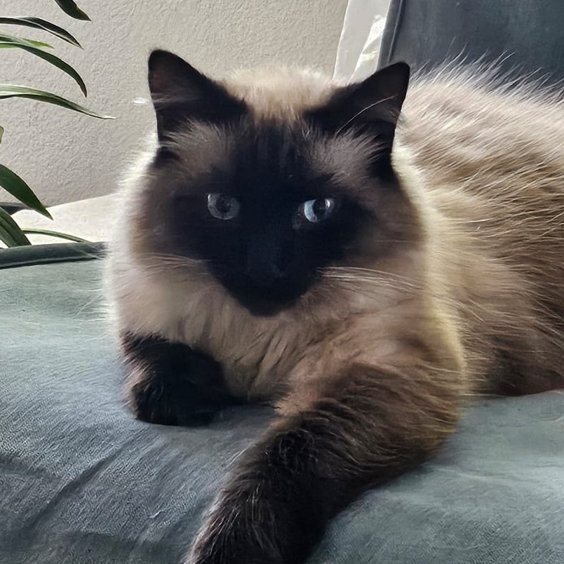 Enlarge Sassy, a Adoptable Siamese in North Hollywood, CA image 3/5