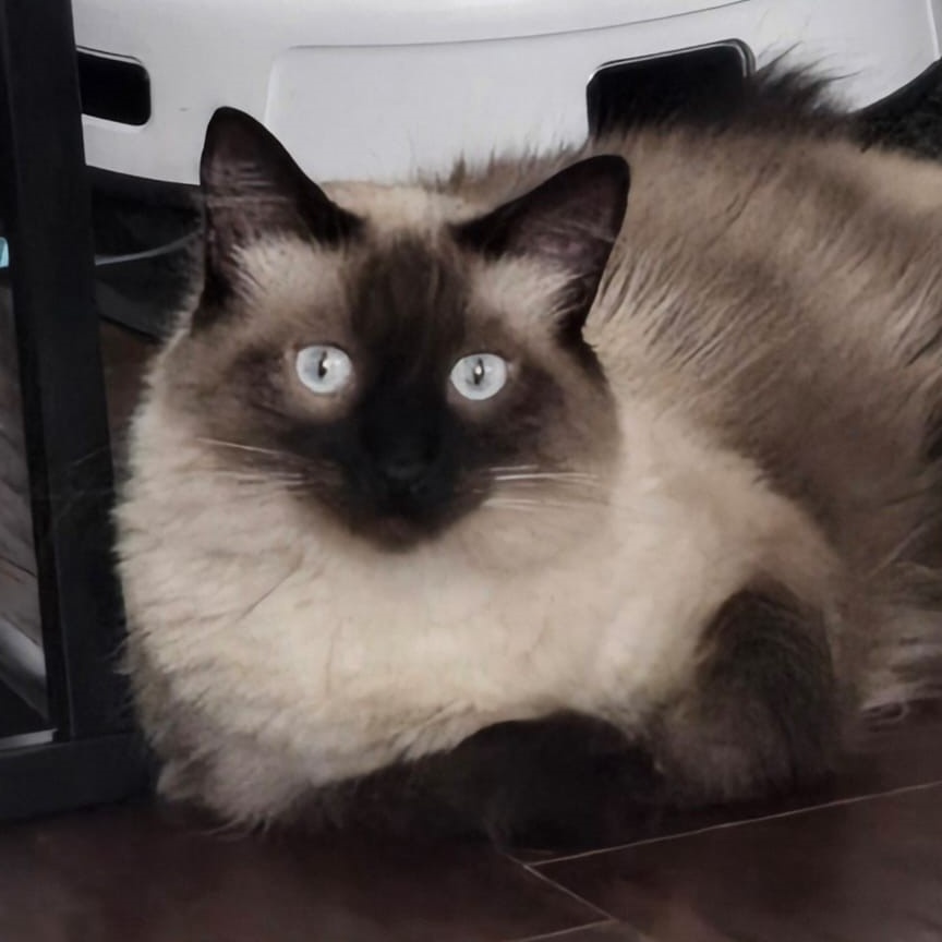 Enlarge Sassy, a Adoptable Siamese in North Hollywood, CA image 4/5