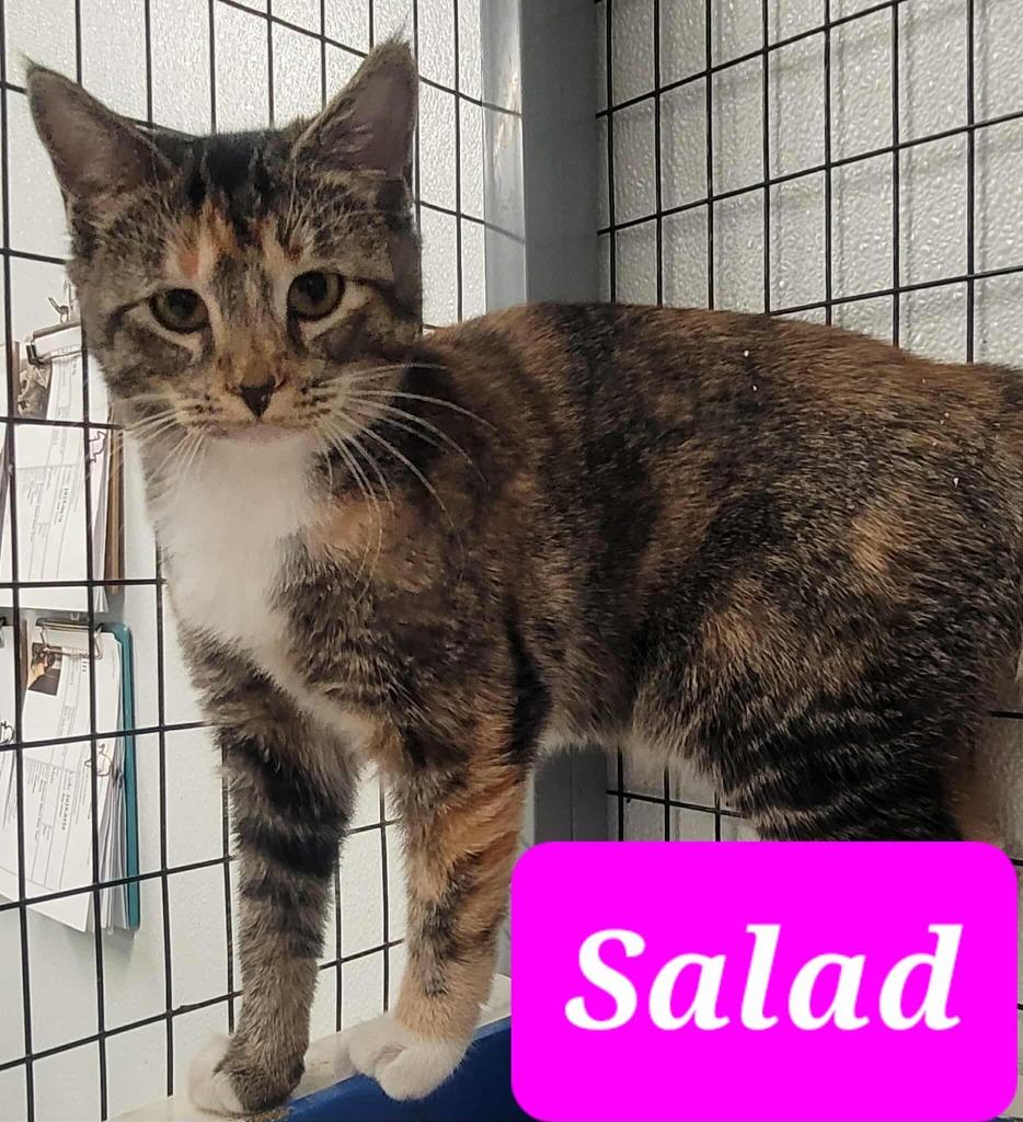 Salad, a Adoptable mixed breed in Republic, MO image 1/2