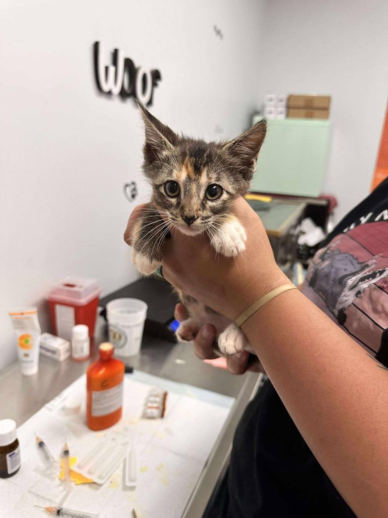 Salad, a Adoptable mixed breed in Republic, MO image 2/2