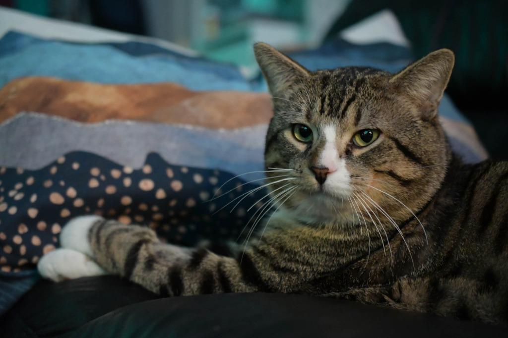 Take Off, Adoptable, Adult Male Domestic Short Hair.