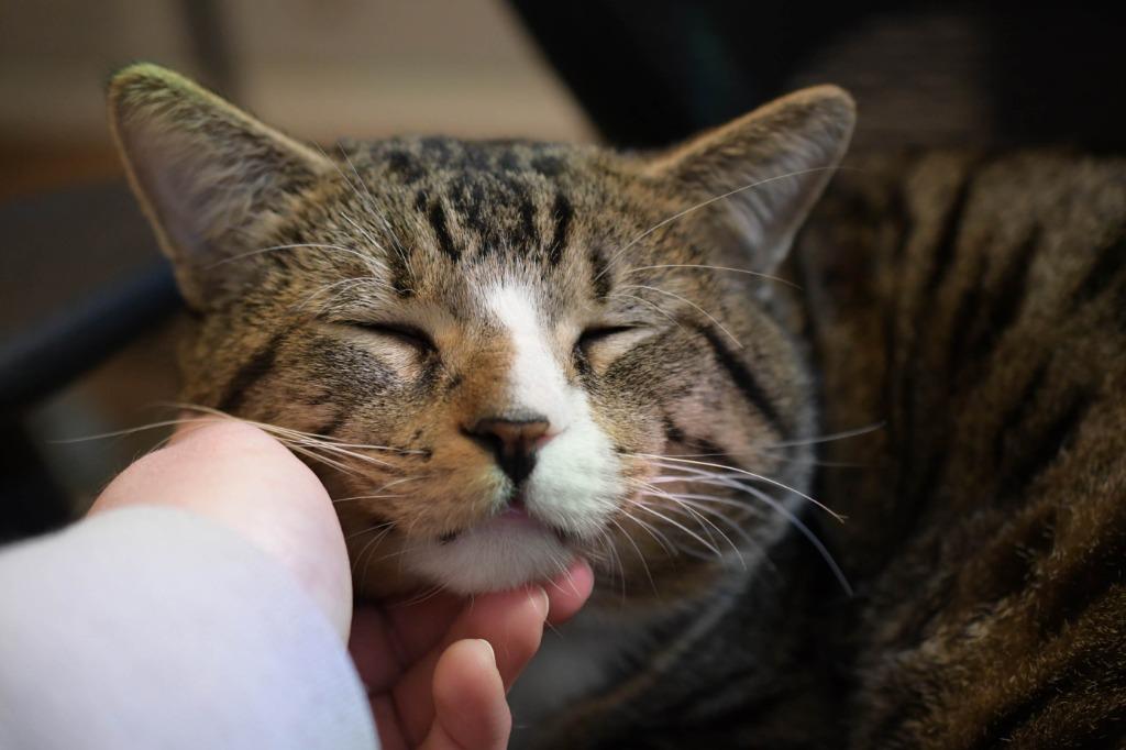 Take Off, Adoptable, Adult Male Domestic Short Hair.
