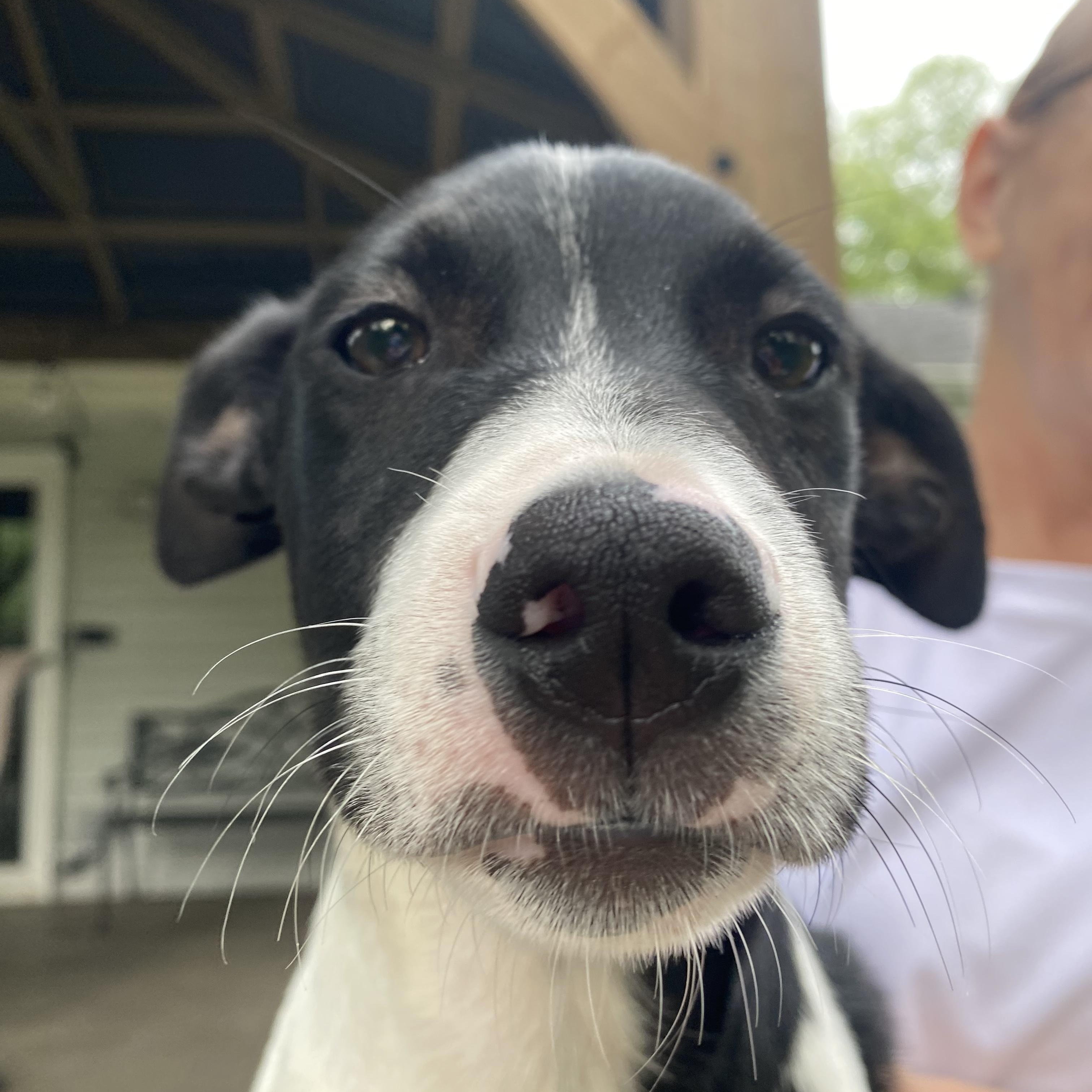 Inky, a Adoptable mixed breed in Lake Geneva, WI image 4/6