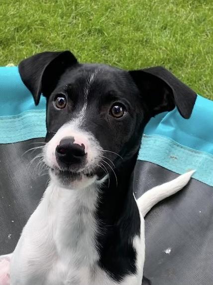 Inky, Adoptable, Puppy Male Terrier & Italian Greyhound.