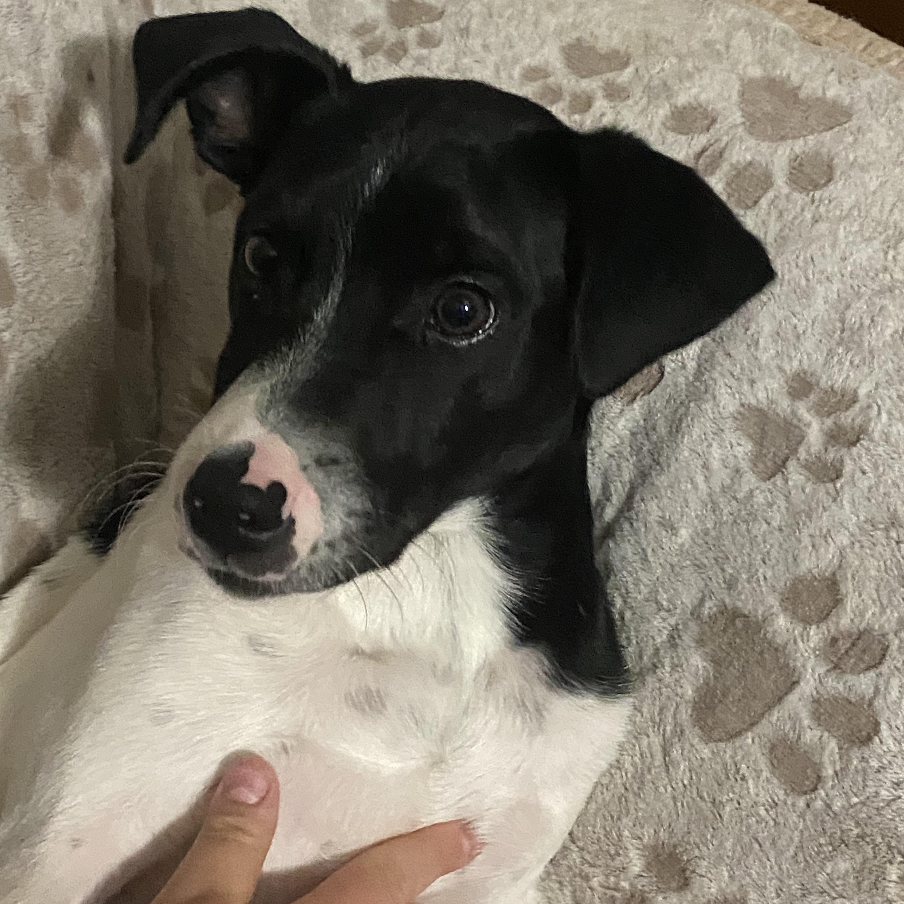 Inky, a Adoptable mixed breed in Lake Geneva, WI image 2/6
